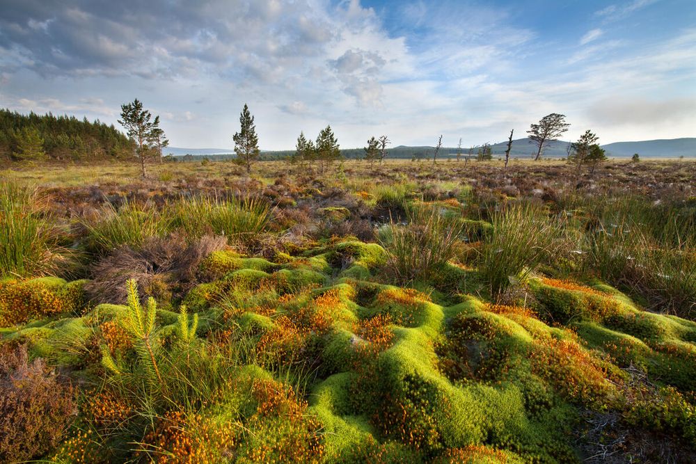 Natürliches Moor im Sonnenlicht