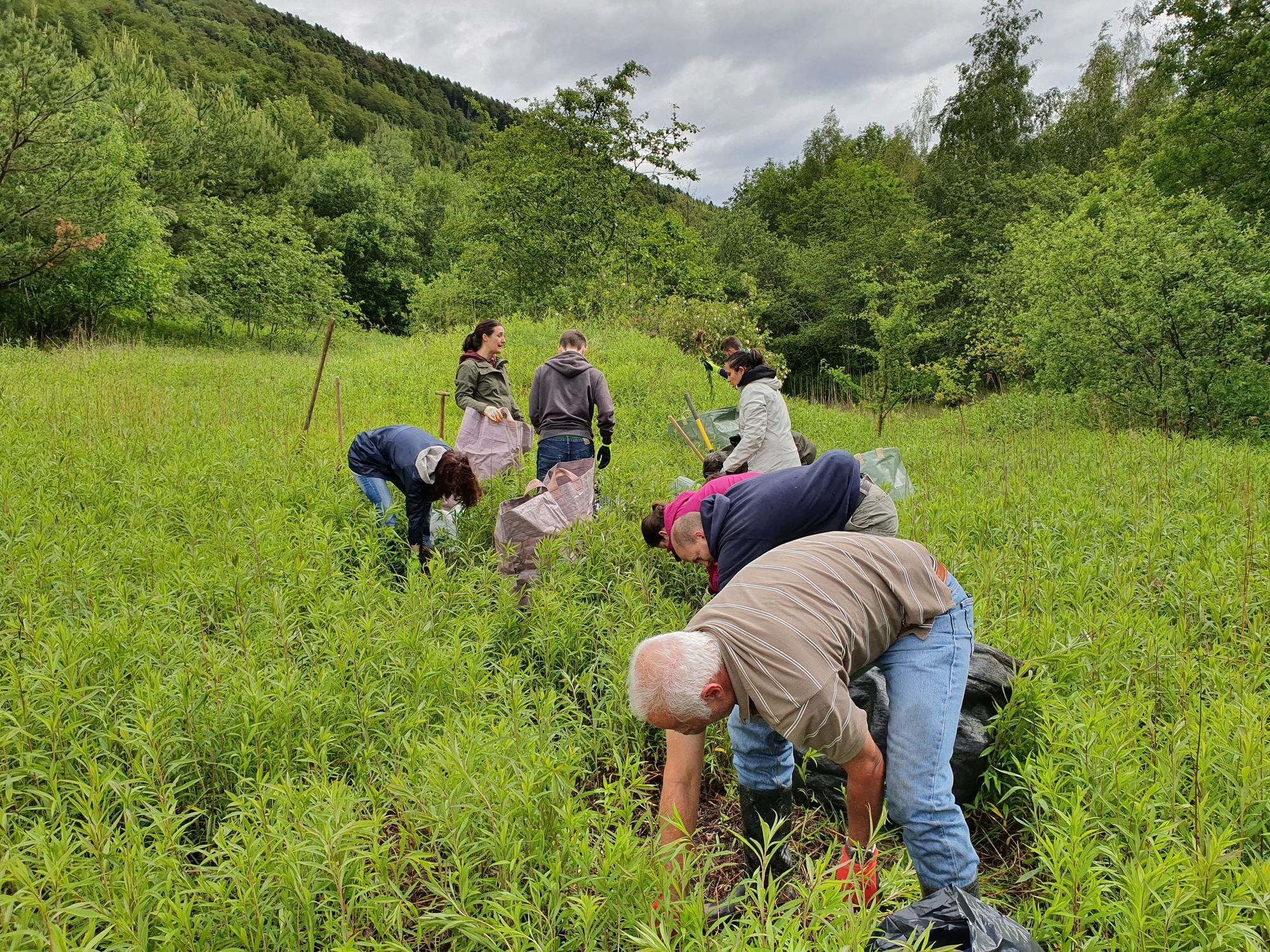 Freiwillige arbeiten im Wald 
