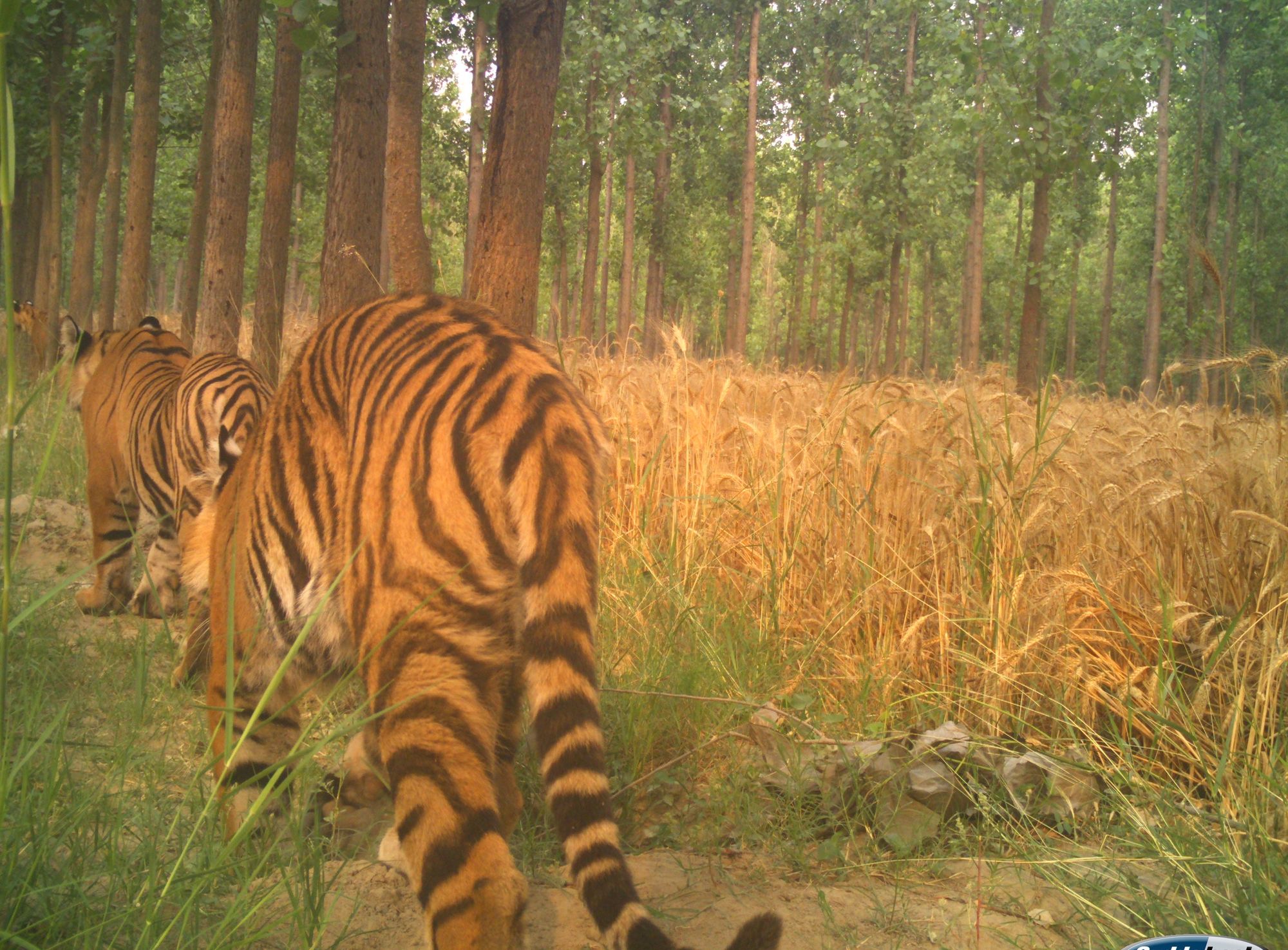 Zwei Tiger laufen entlang einem Weizenfeld