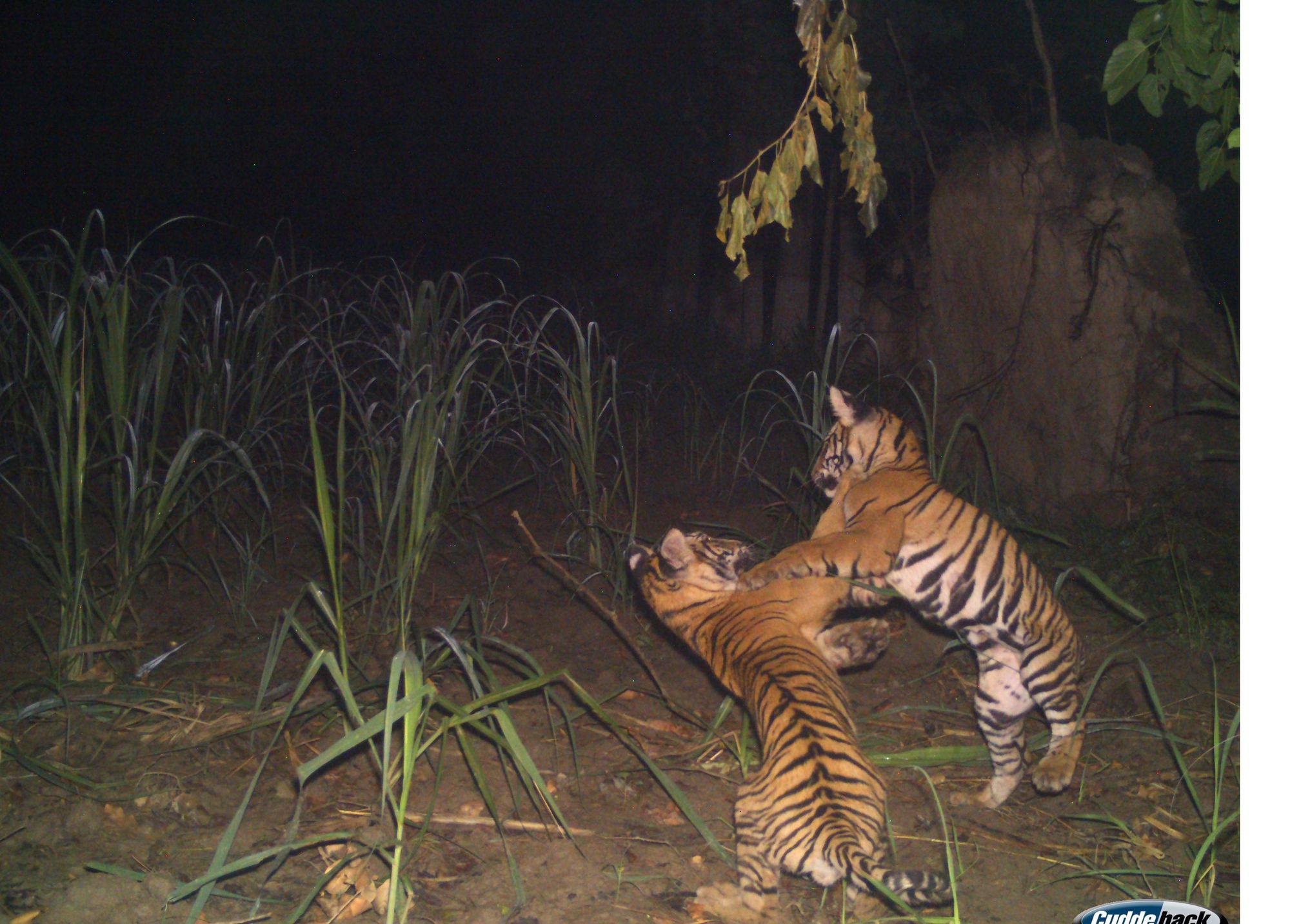 Zwei junge Tieger beim Spielen in einem Zuckerrohr Feld