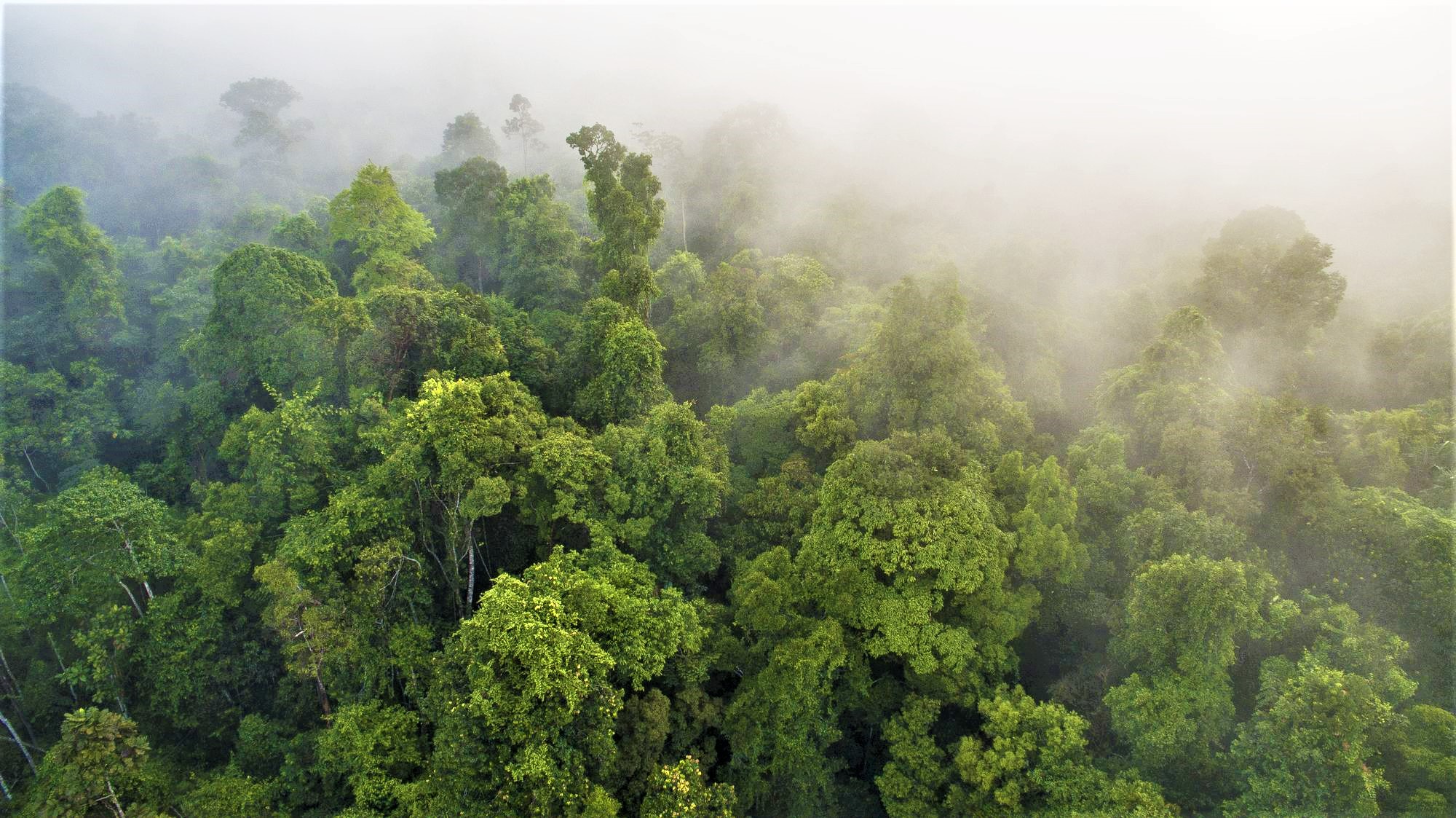 Grüner Regenwald im Nebel