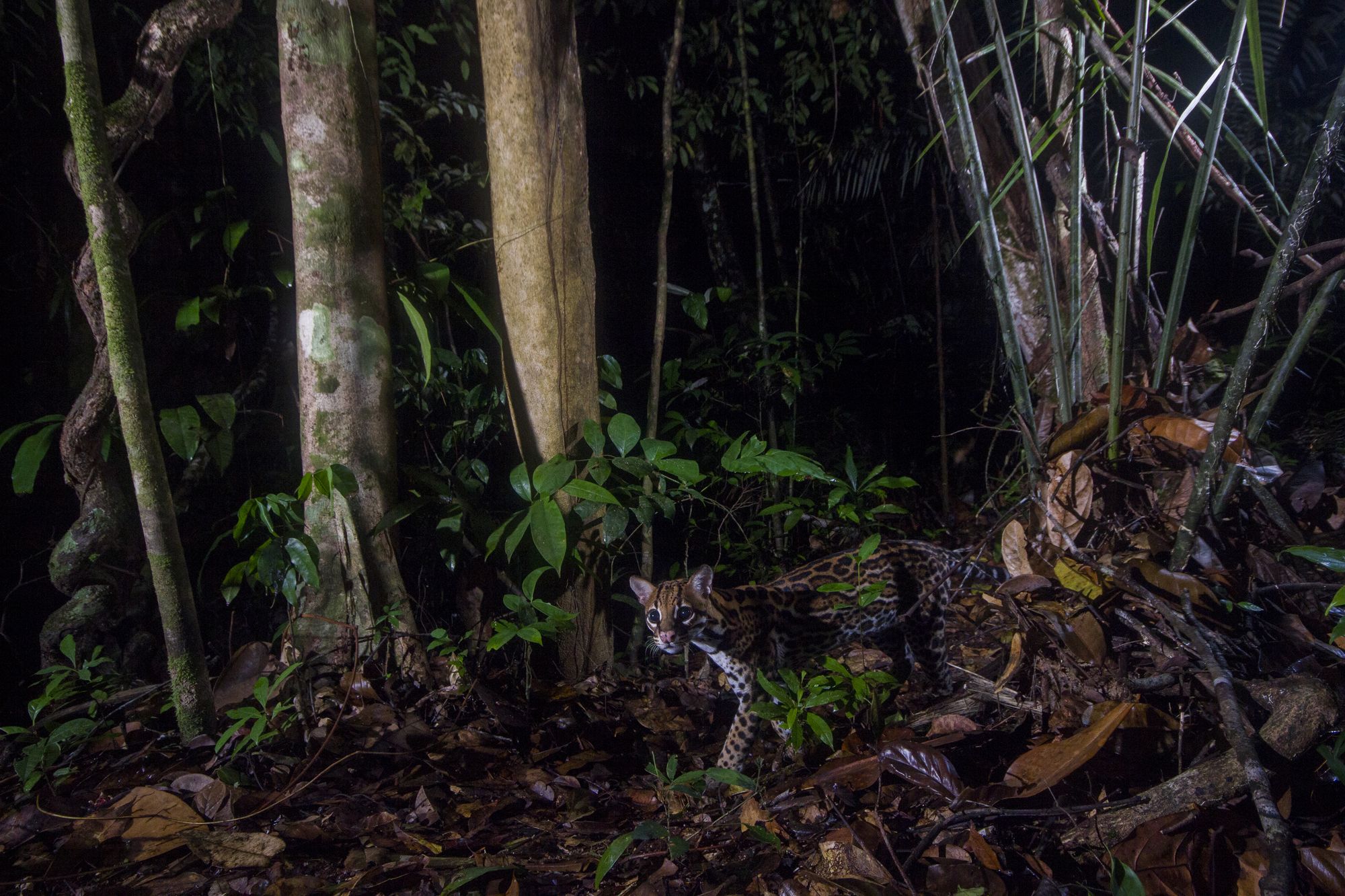 Ozelot in französische Guyana