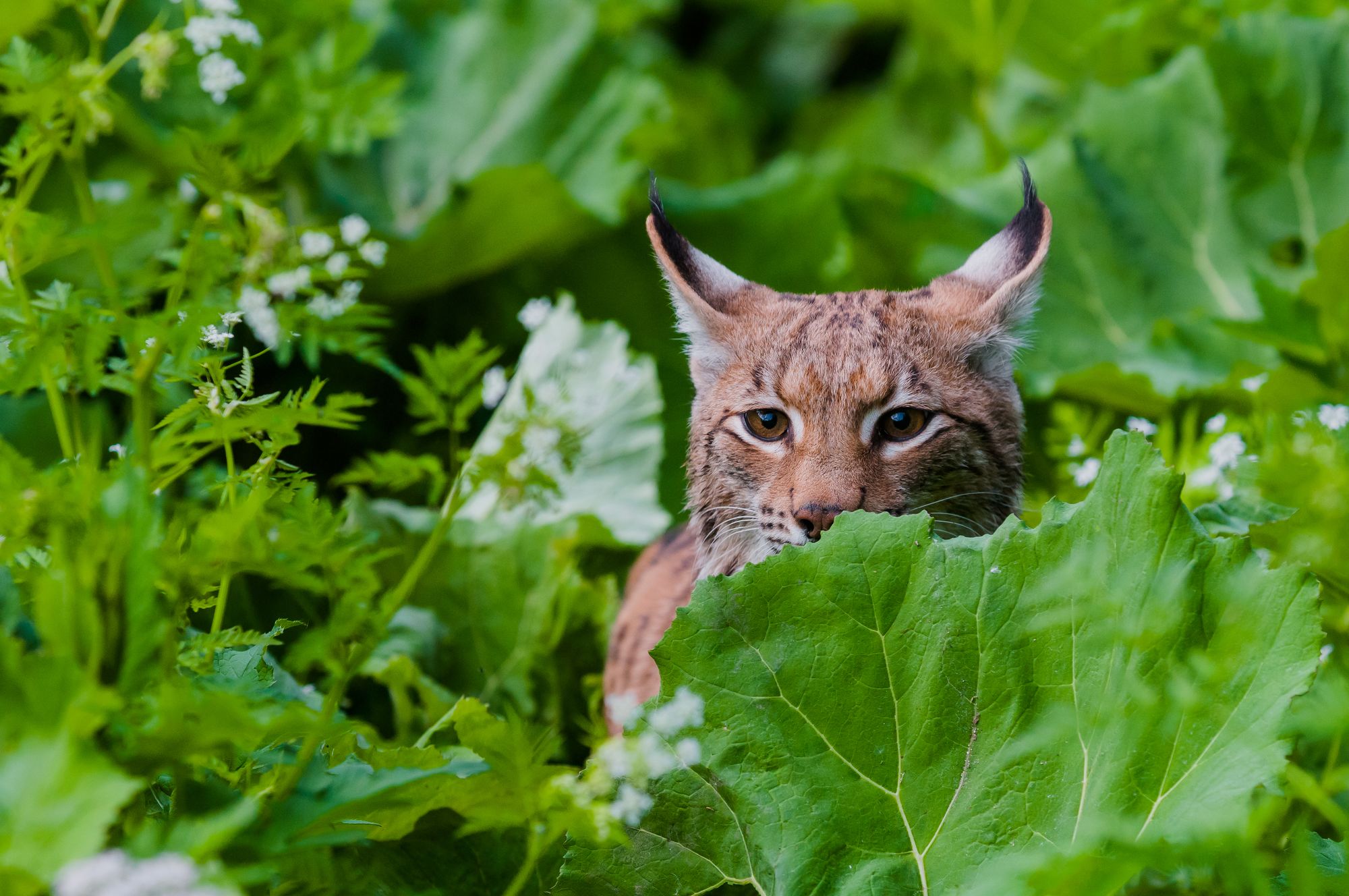 Eurasischer Luchs im Velka Fatra Nationalpark, Slovakei