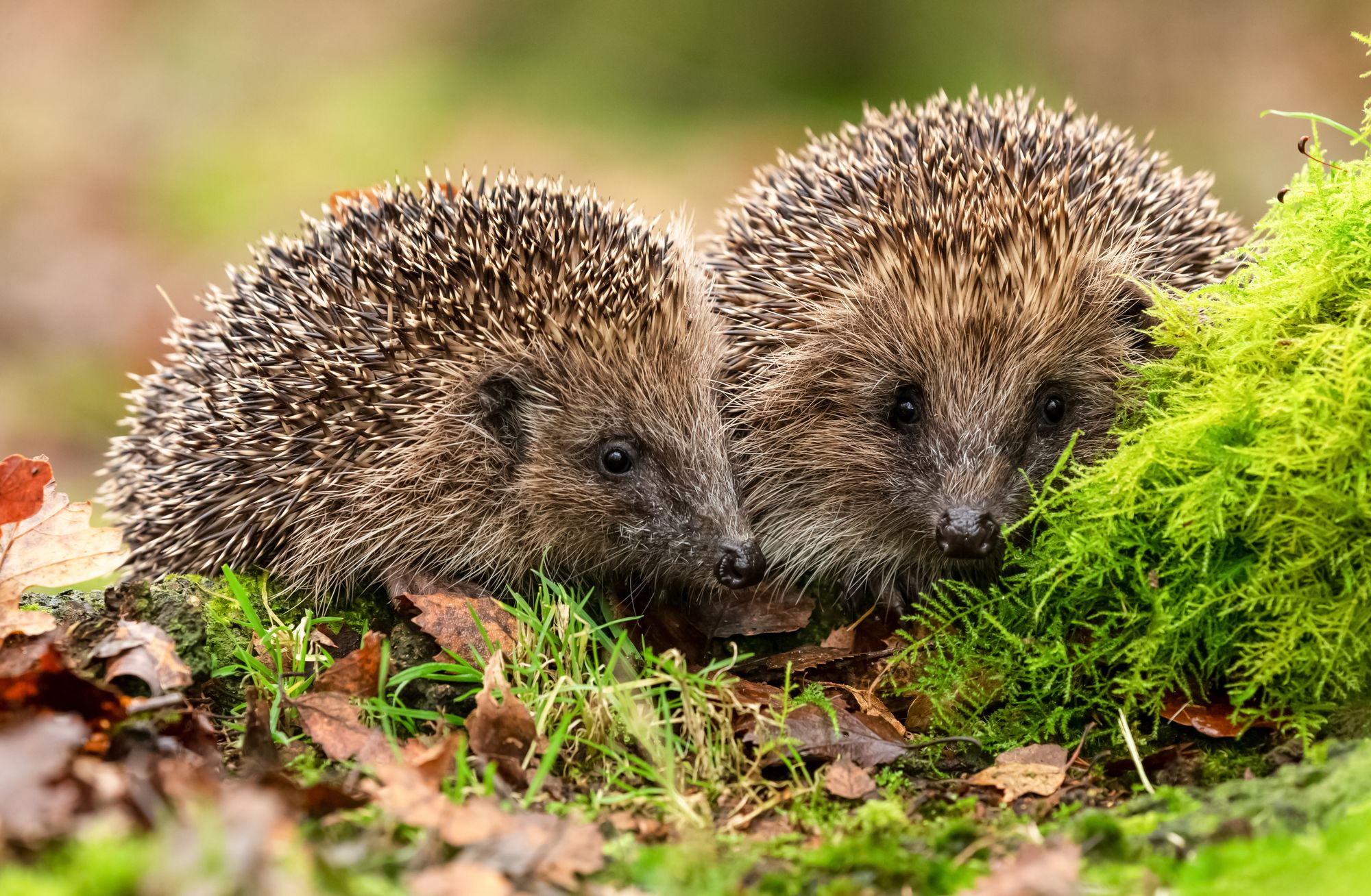 Zwei Igel in ihrem natürlichen Habitat