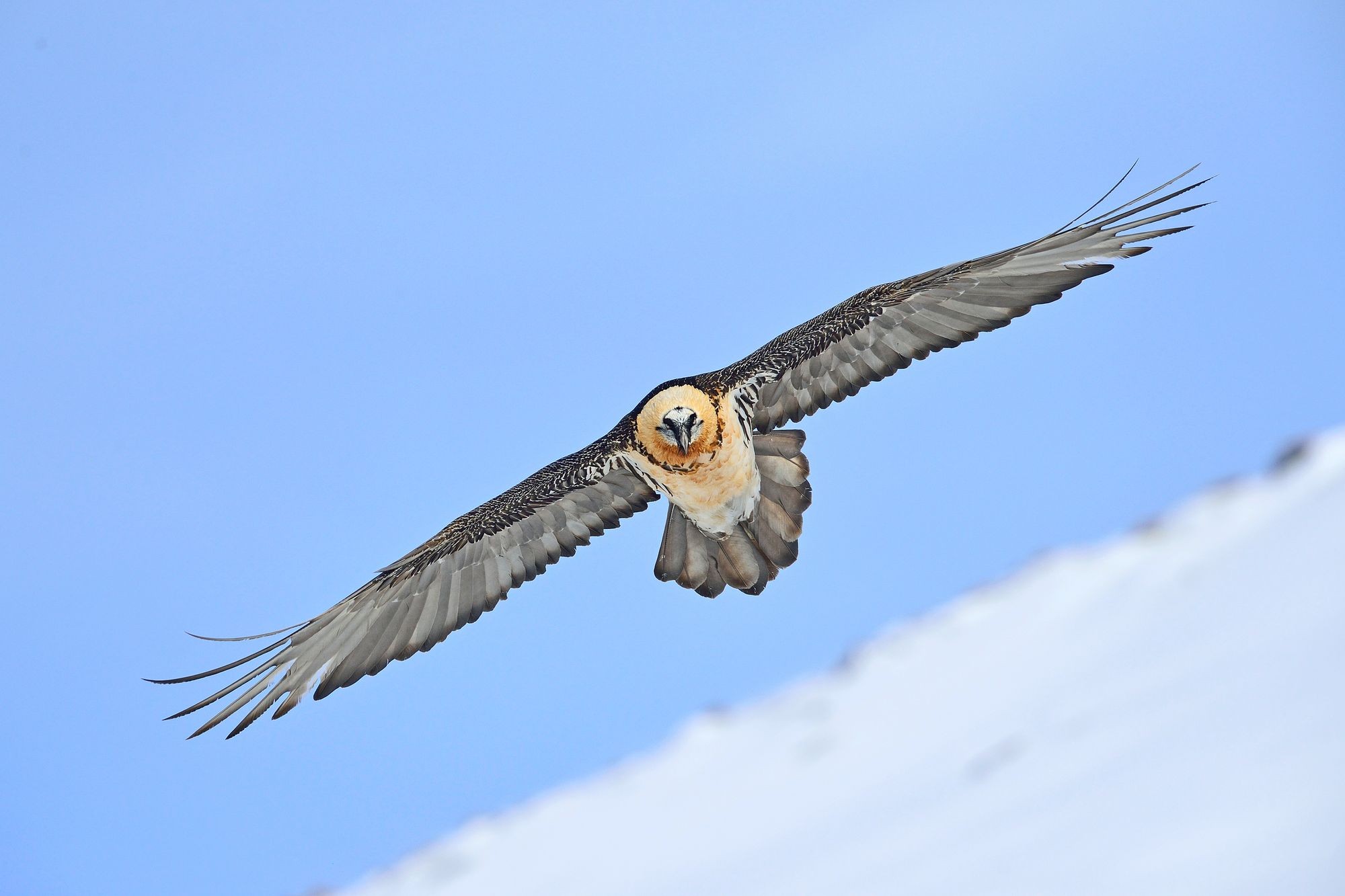 Bartgeier in den Schweizer Alpen