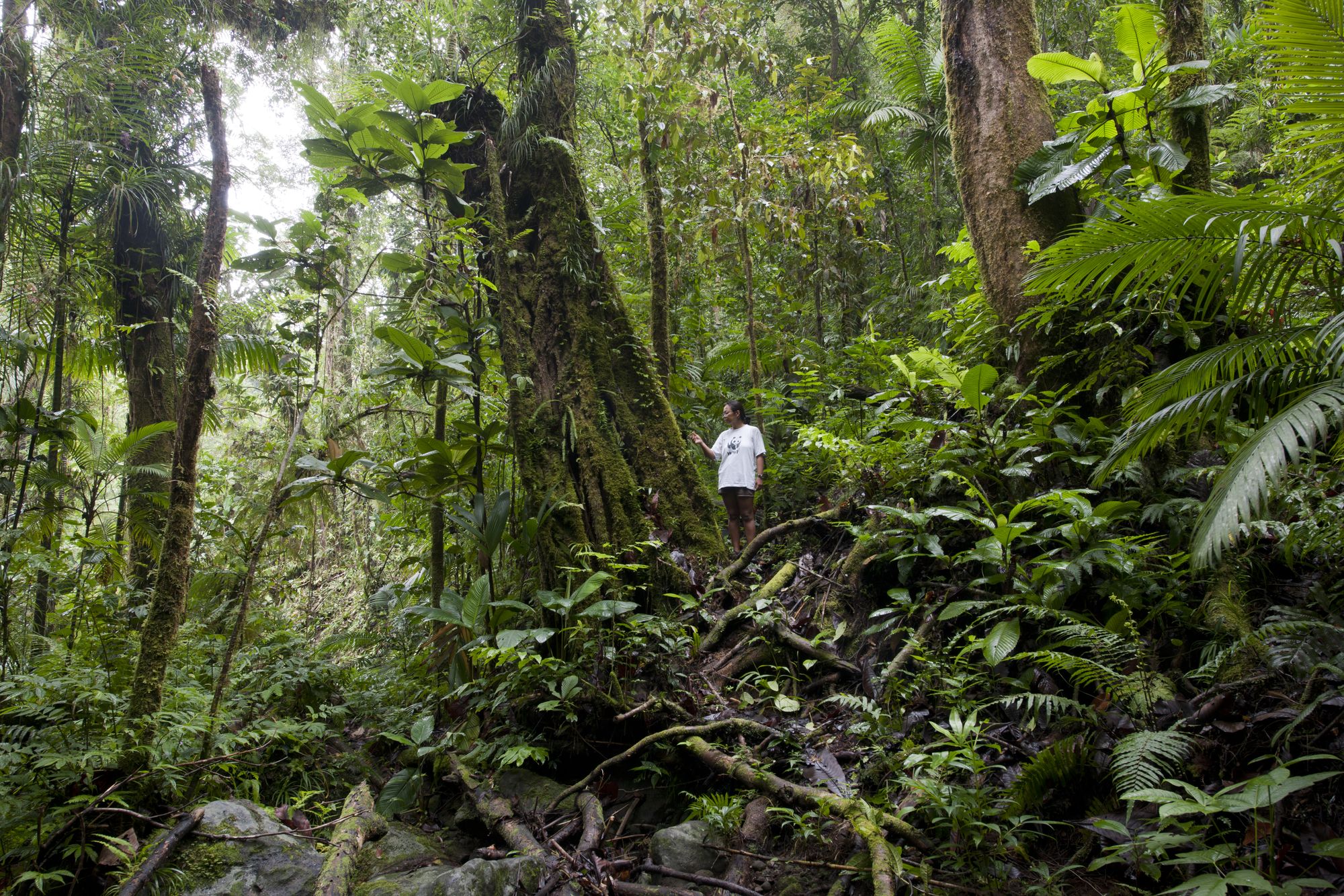 Regenwald auf Mount Rano mit Mensch in Bildmitte