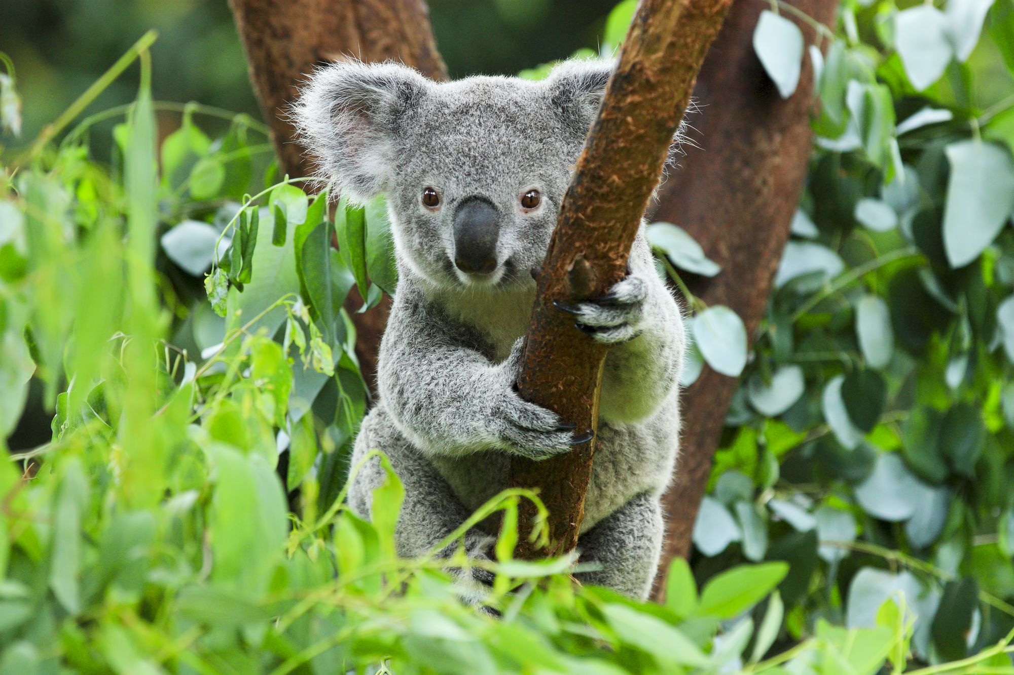 Koala in einem Baum