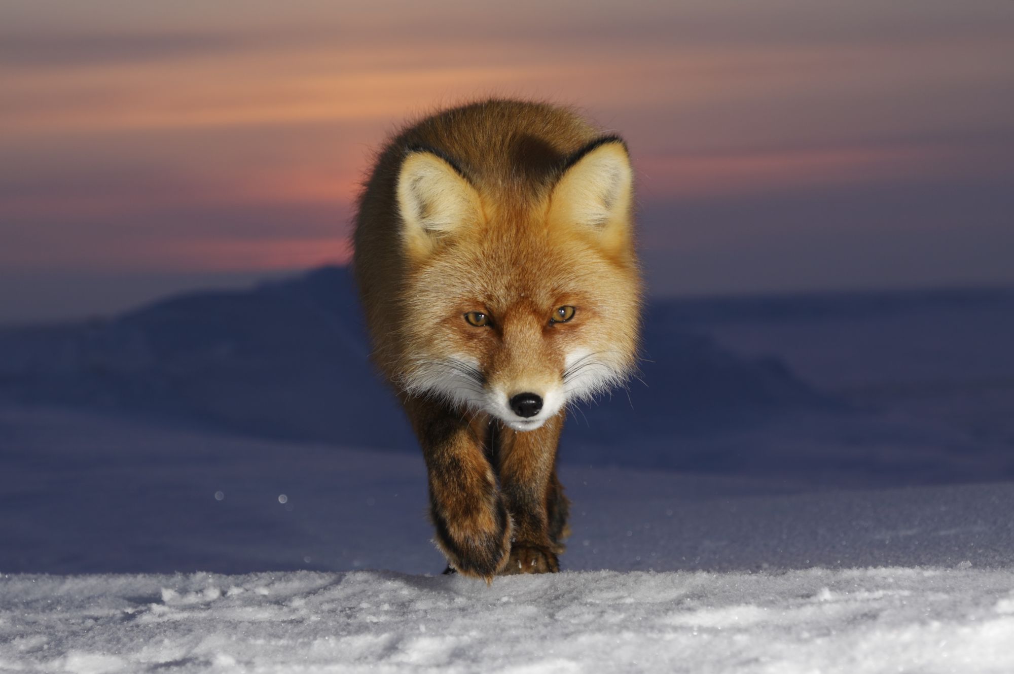 Rotfuchs in der Arktis auf Kolguev Island