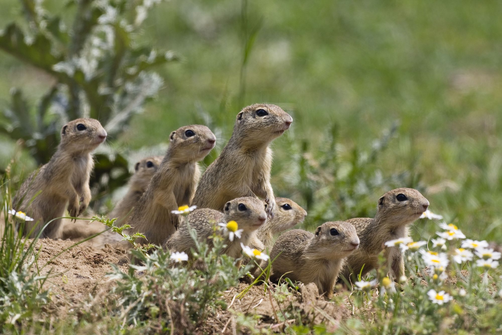 Gruppe von Erdmännchen auf grüner Wiese