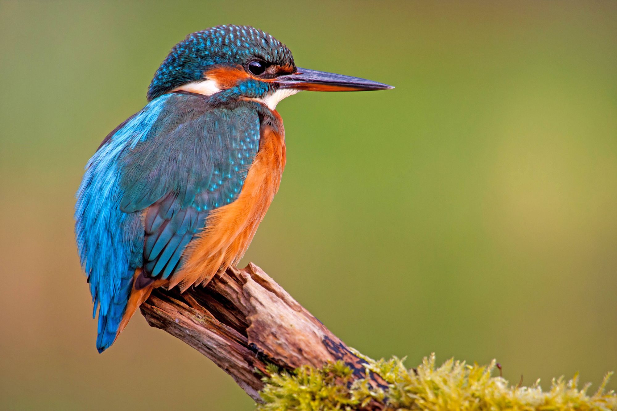 Eisvogel auf Holz