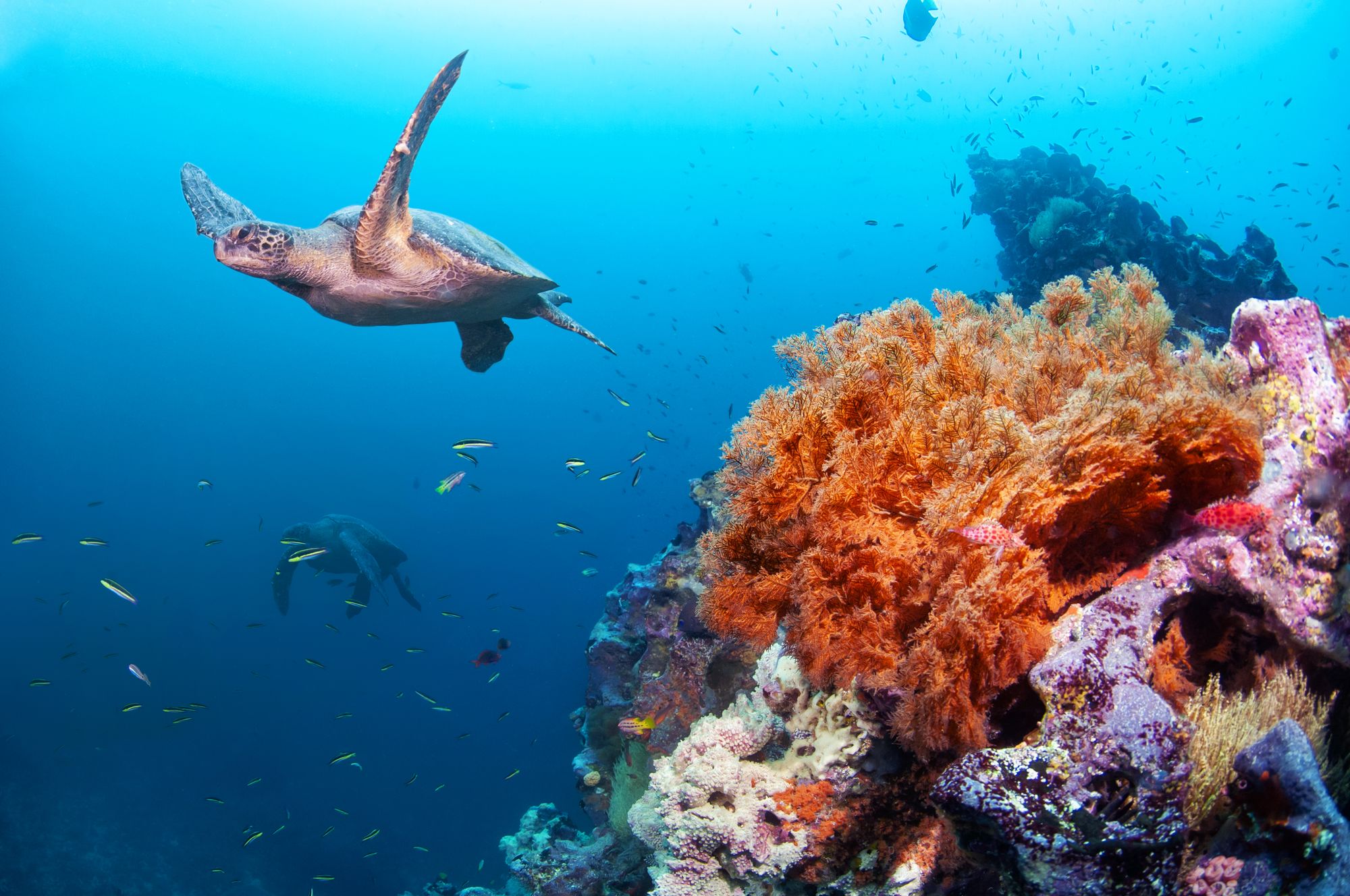 Meeresschildkröte und farbige Korallen vor der Küste von Galapagos