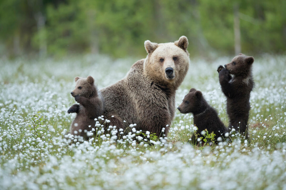 brown bear and cubs