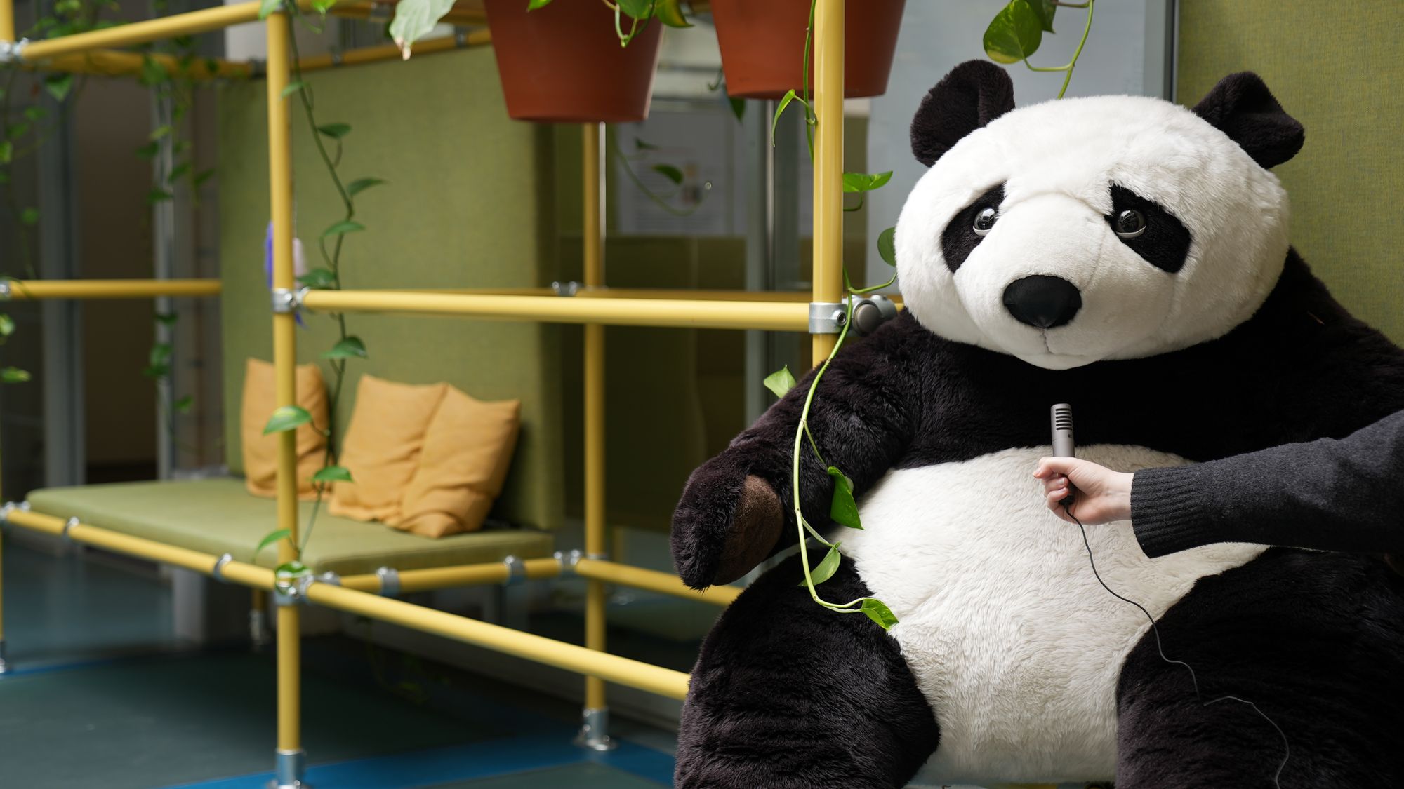 Plüschpanda mit Mikrofon vor einem Regel