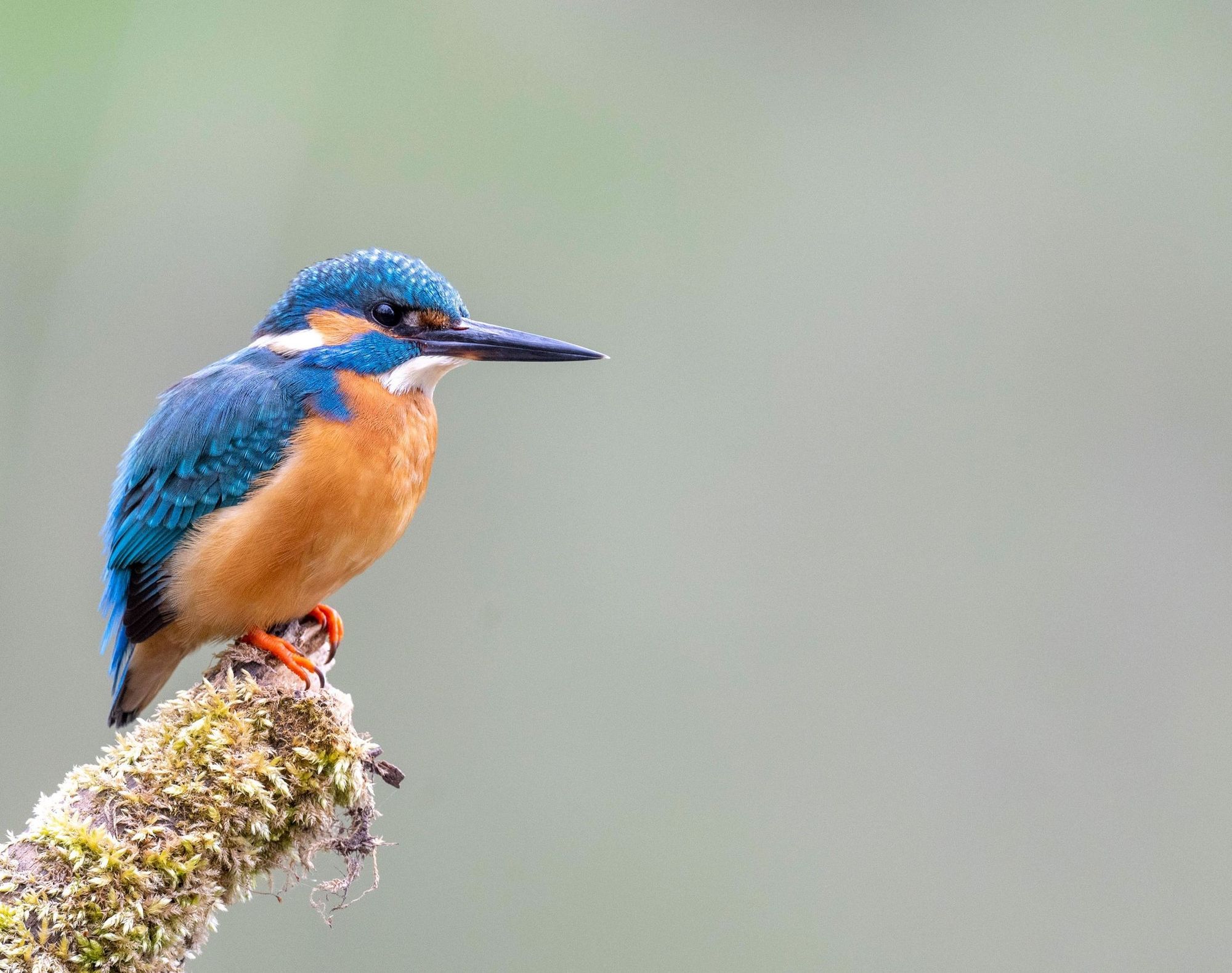 Eisvogel auf einem Ast links