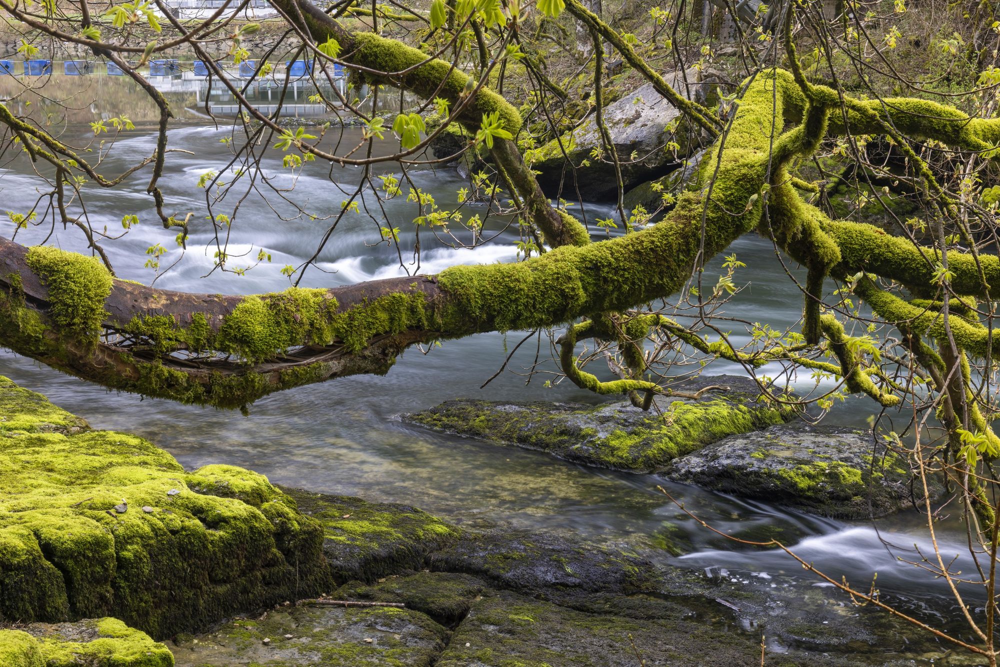 Baum über Fluss