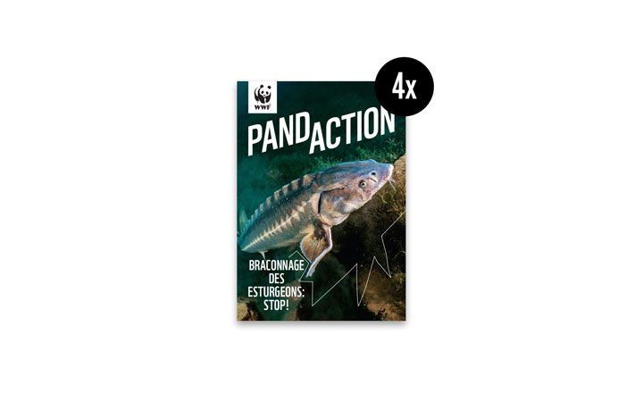 Vorschau Pandaction 2023