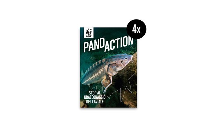 Vorschau Pandaction 2023