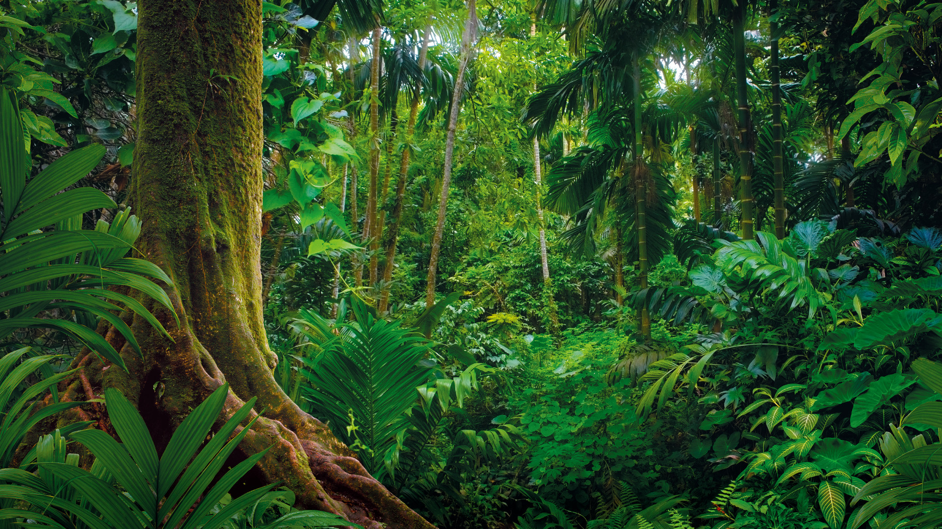 Rainforest with green vegetation
