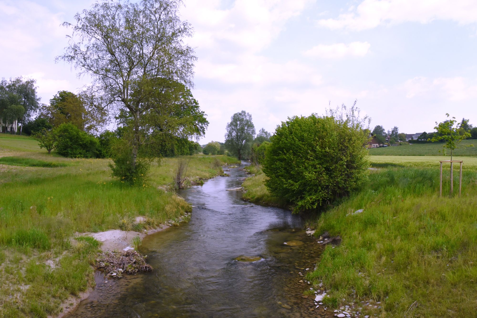 renaturalised river in Switzerland
