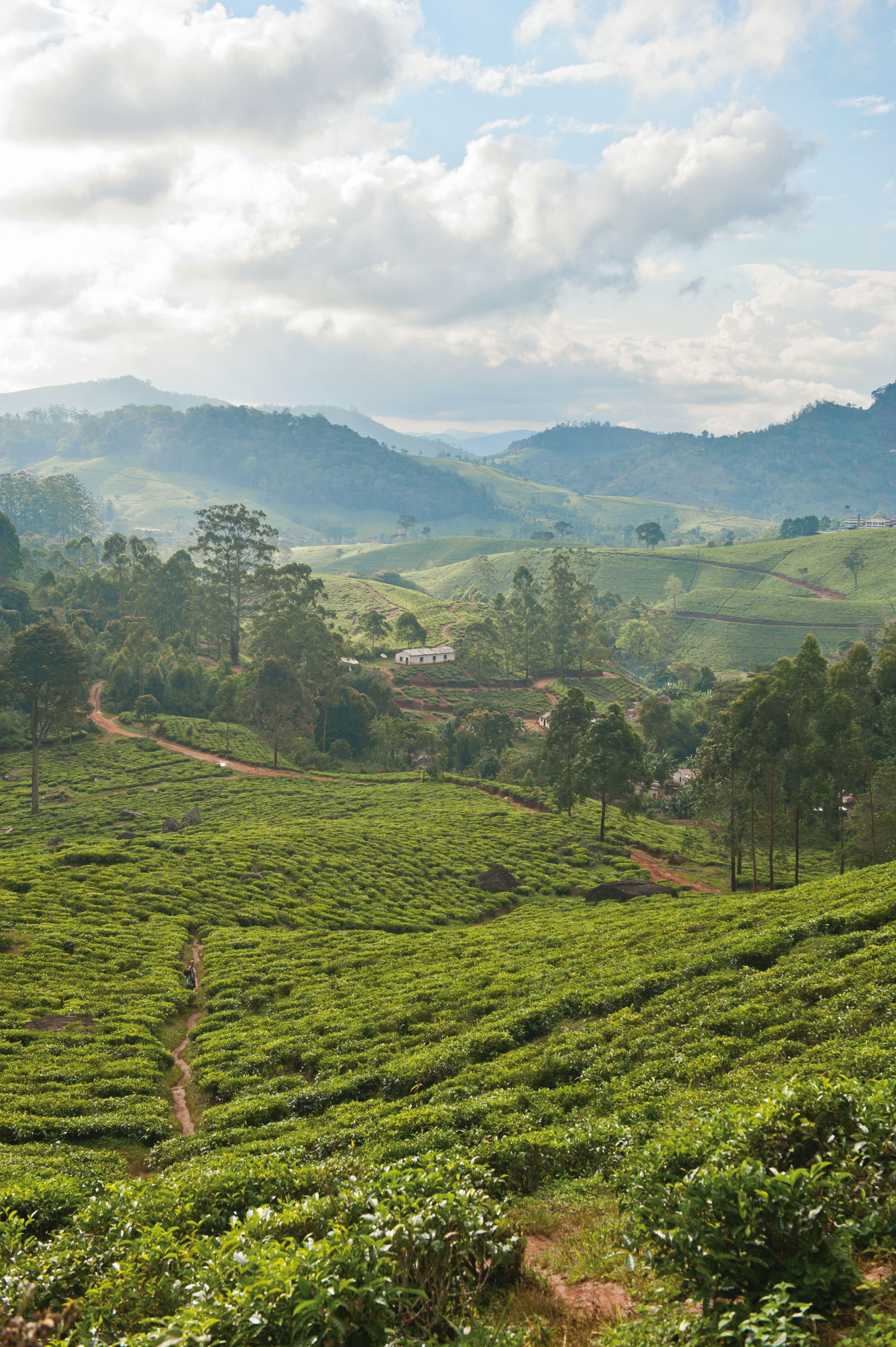 Tee Plantagen in Ost-Usambara, Tansania