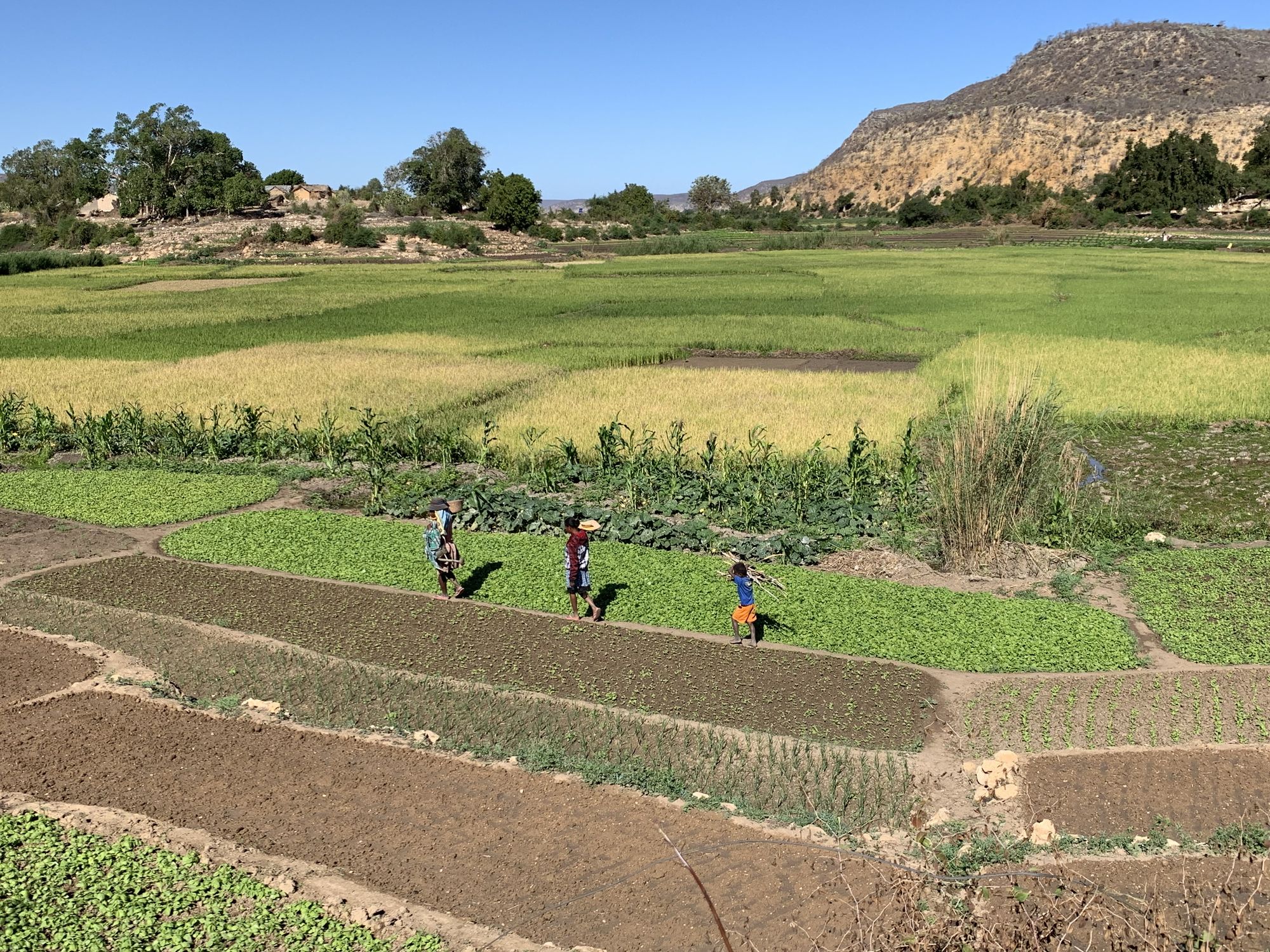 Drei Menschen auf einem Feld in Madagaskar