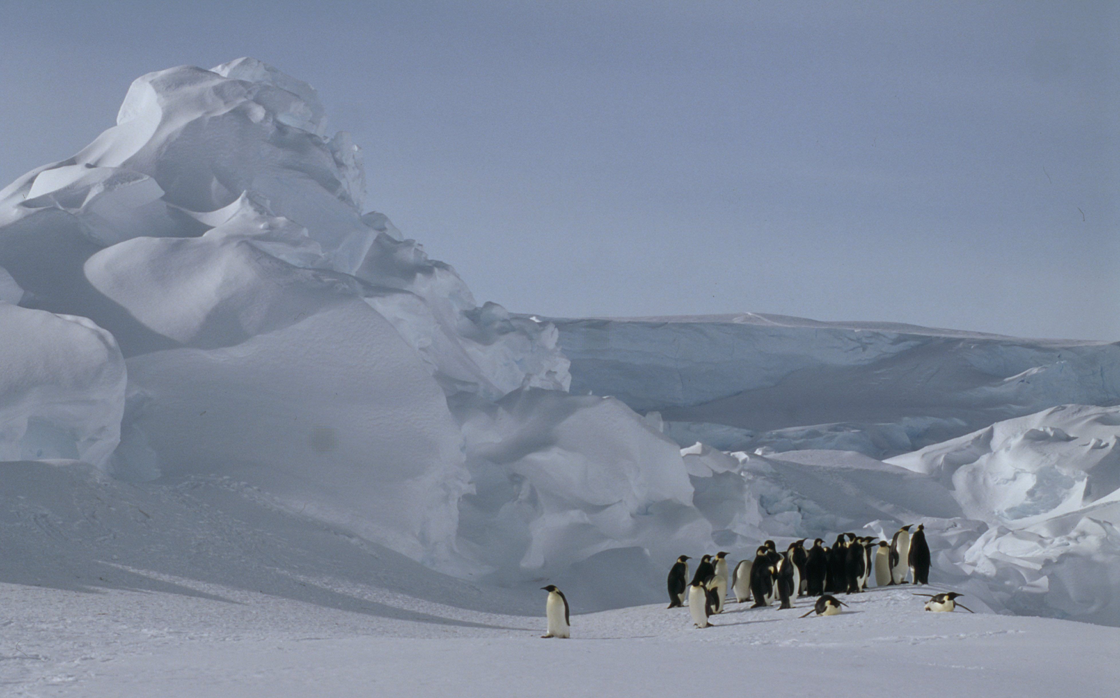 Kaiserpinguine bei einem Gletscher