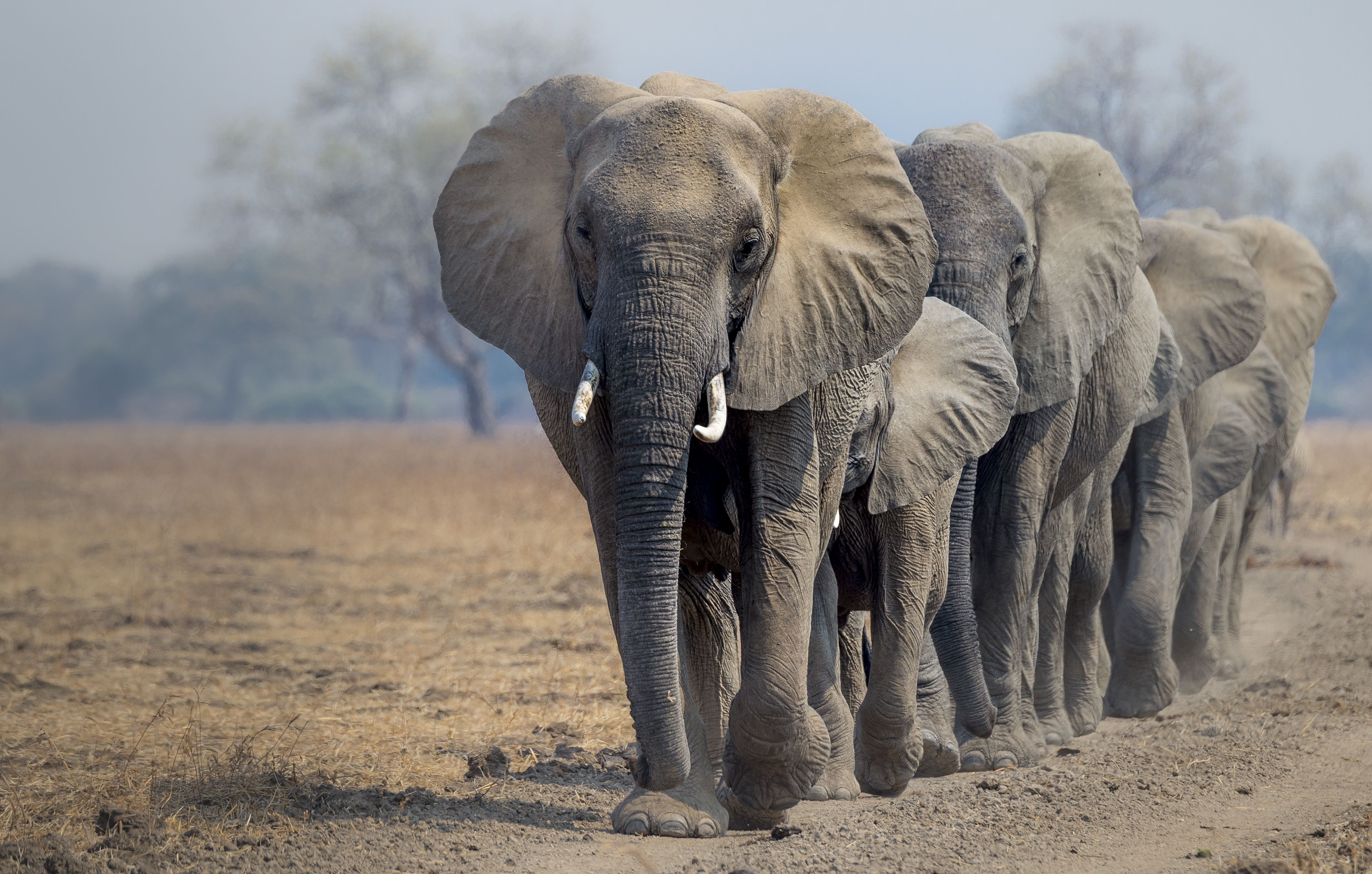 Eine Herde Afrikanischer Elefanten in Sambia