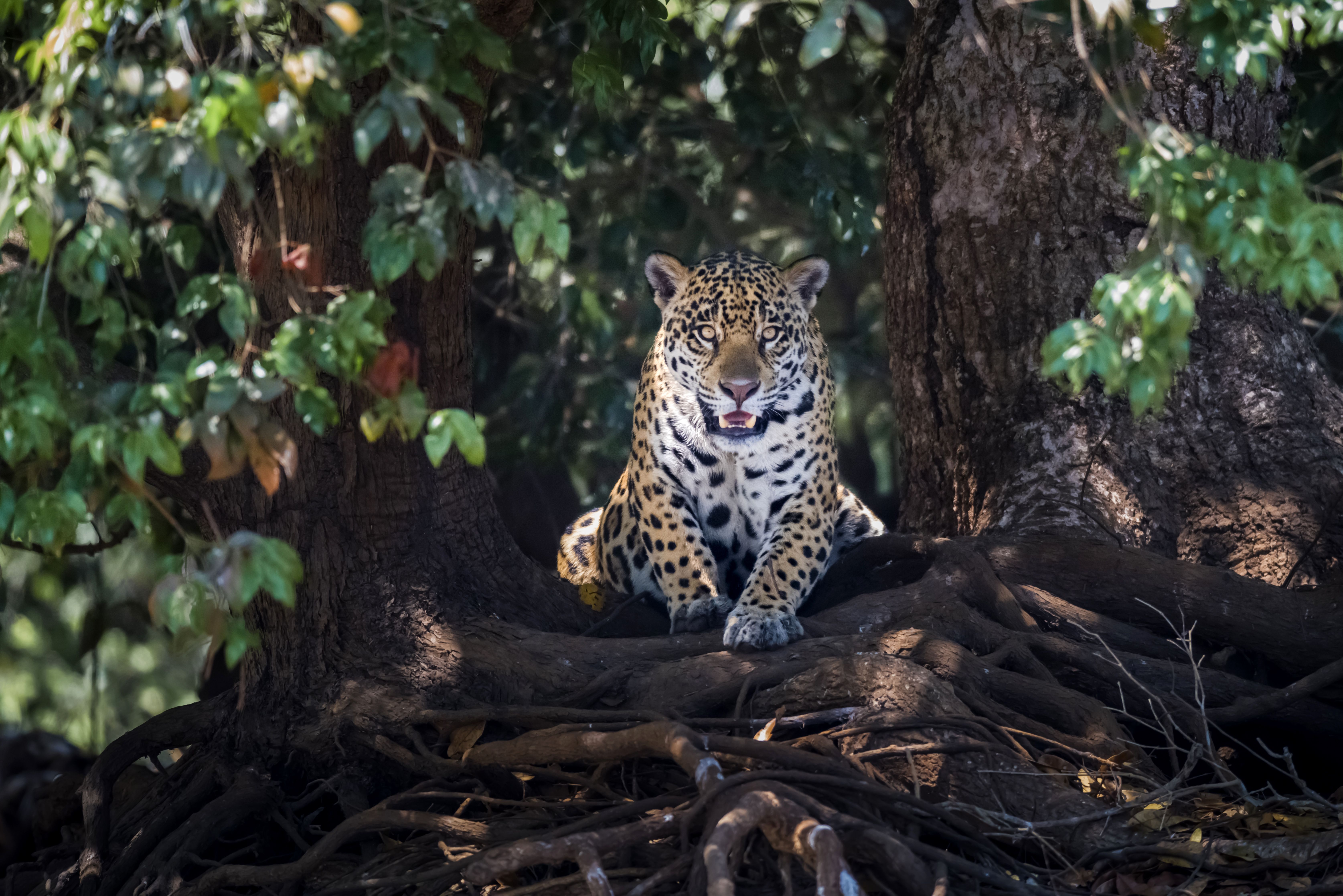Jaguar liegt auf Baumwurzeln im Wald