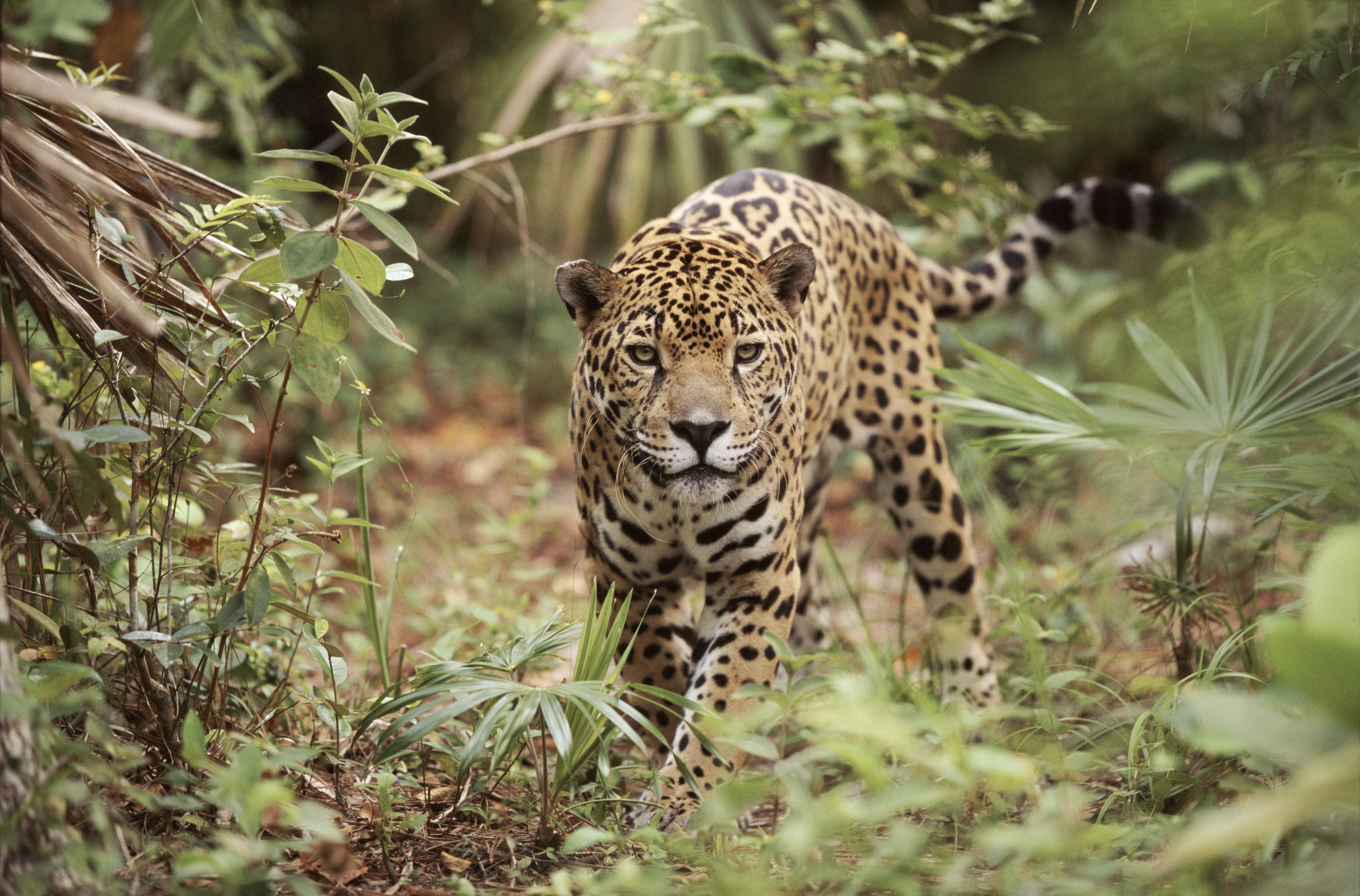 Jaguar in Belize