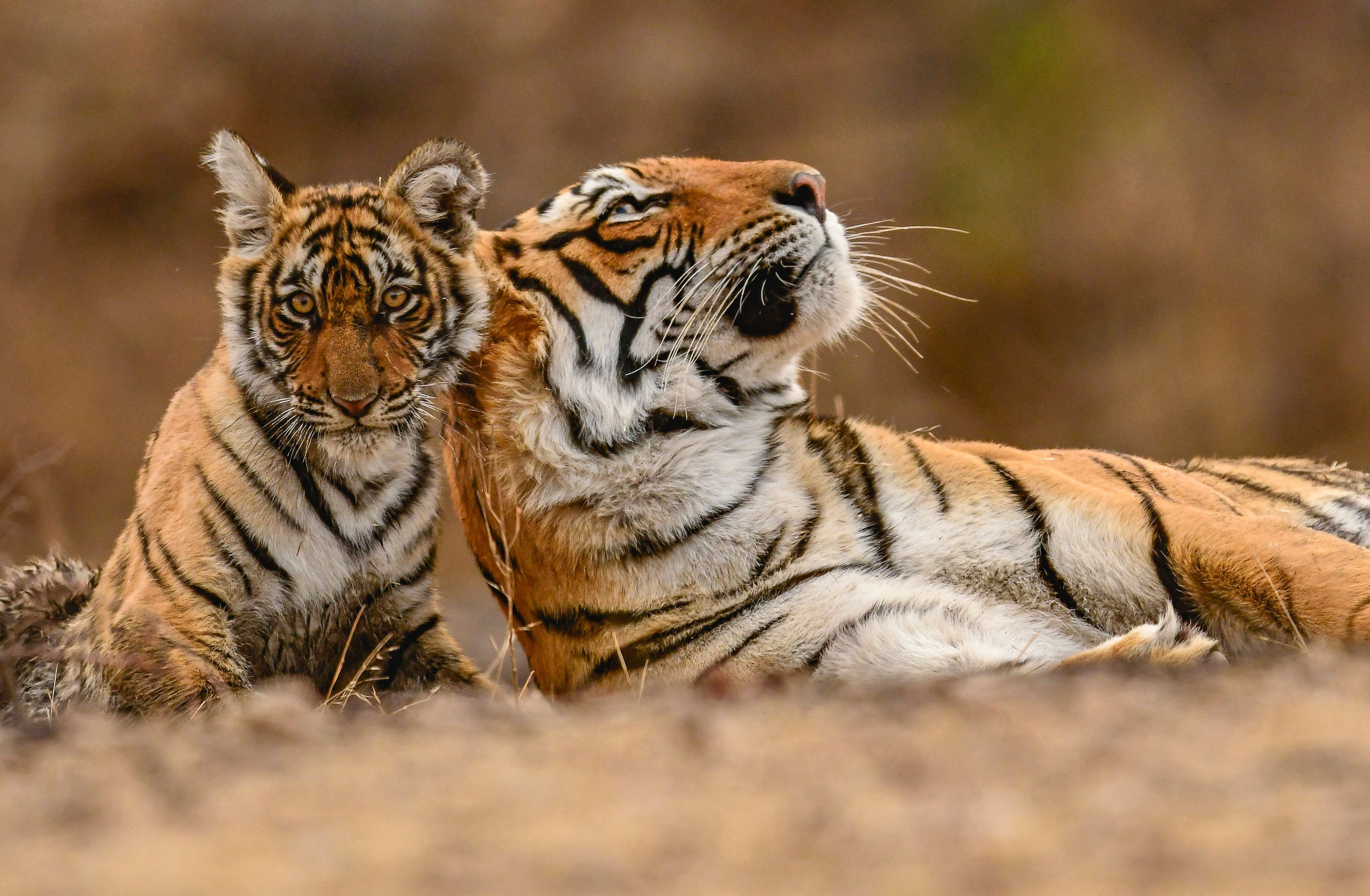 Tigermutter mit kleinem Tiger in Indien