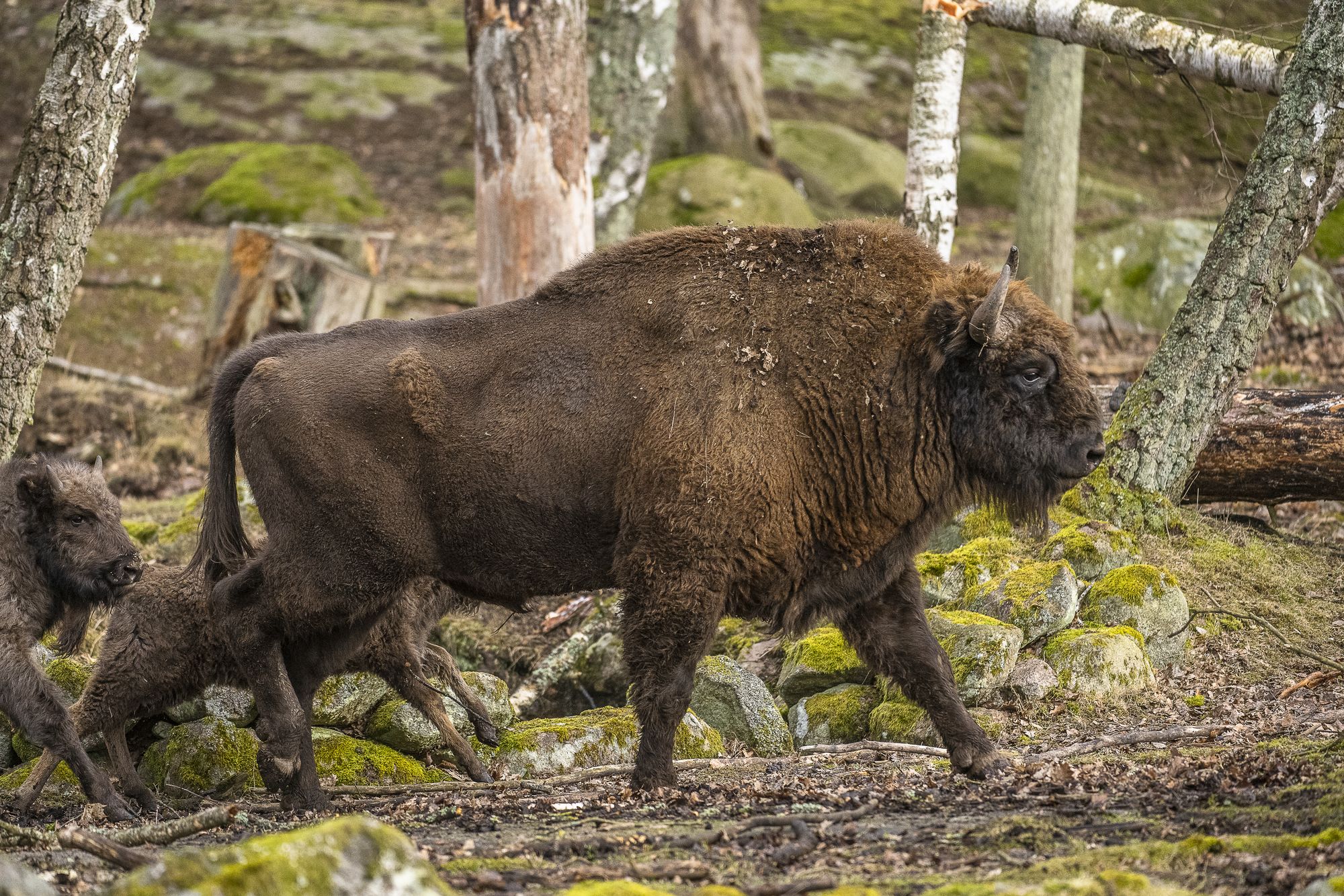 Wisent in Eriksberg