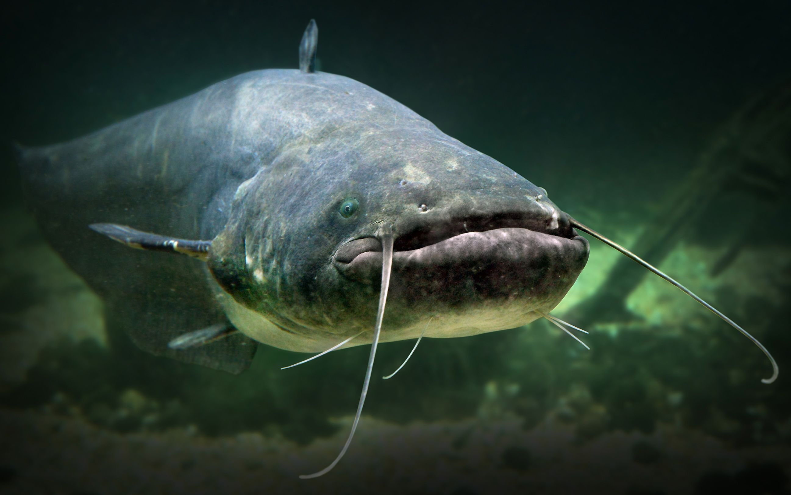 Europäischer Wels schwimmt Richtung Kamera