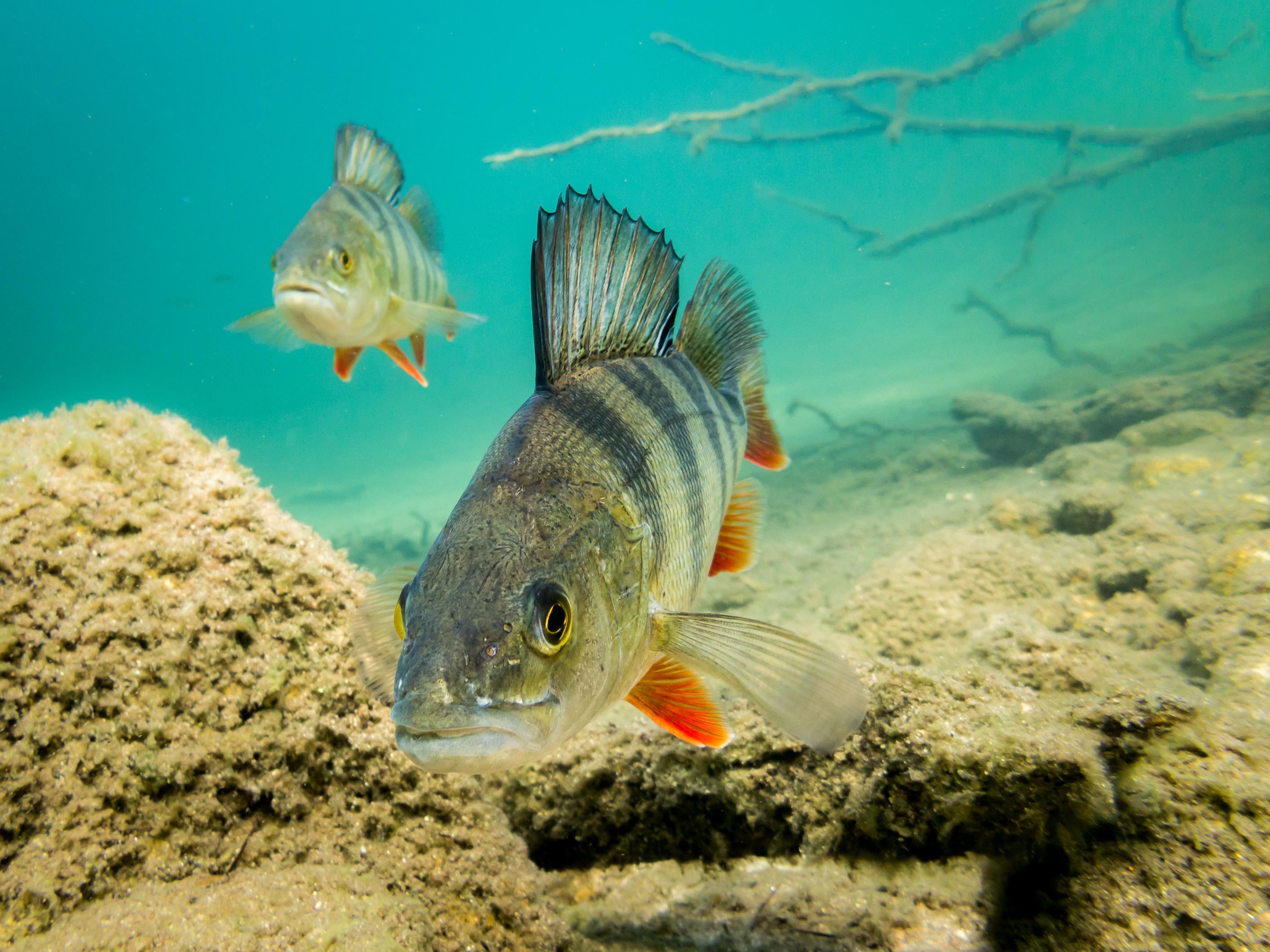 Europäischer Flussbarsch / Egli schwimmt Richtung Kamera