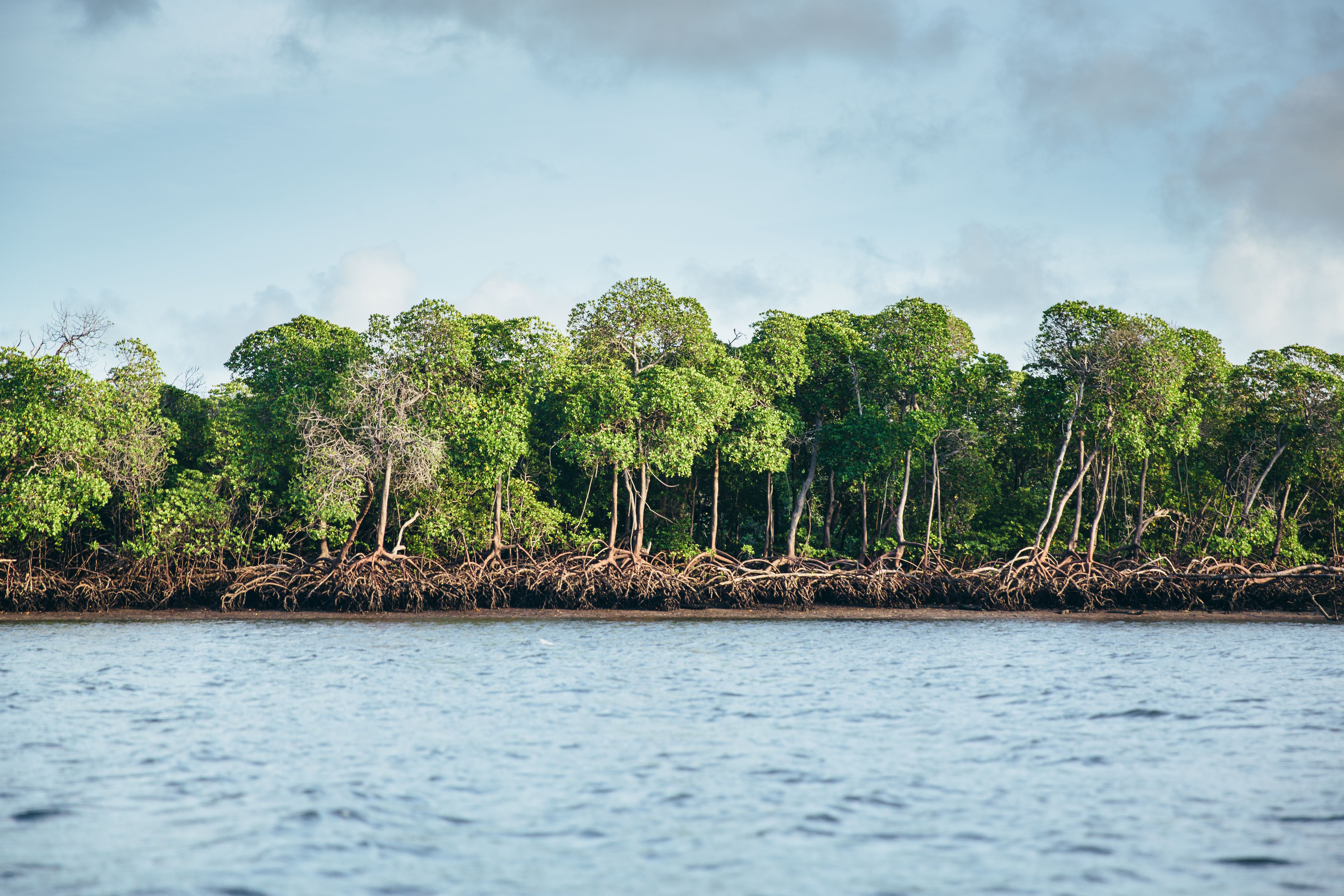 Mangroven in Lamu, Kenia