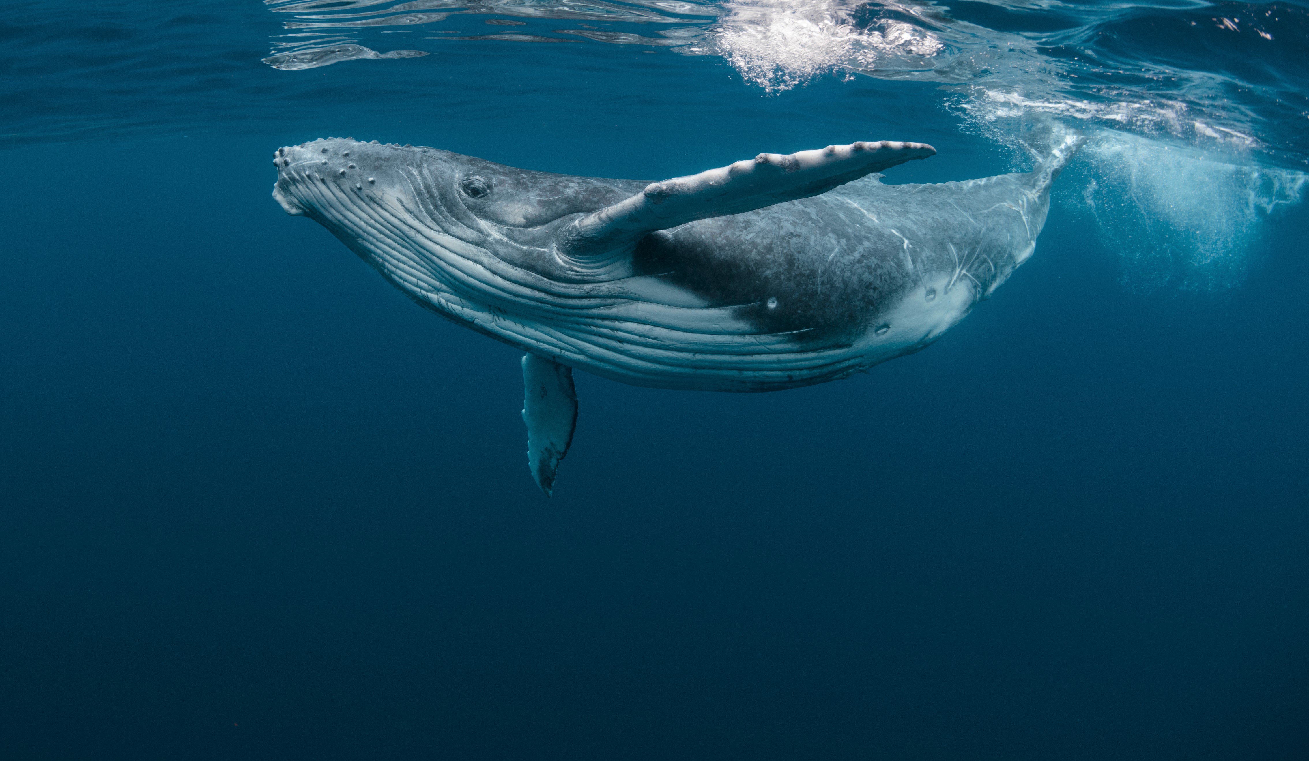 A Baby Humpback Whale Plays Near the Surface in Blue Water