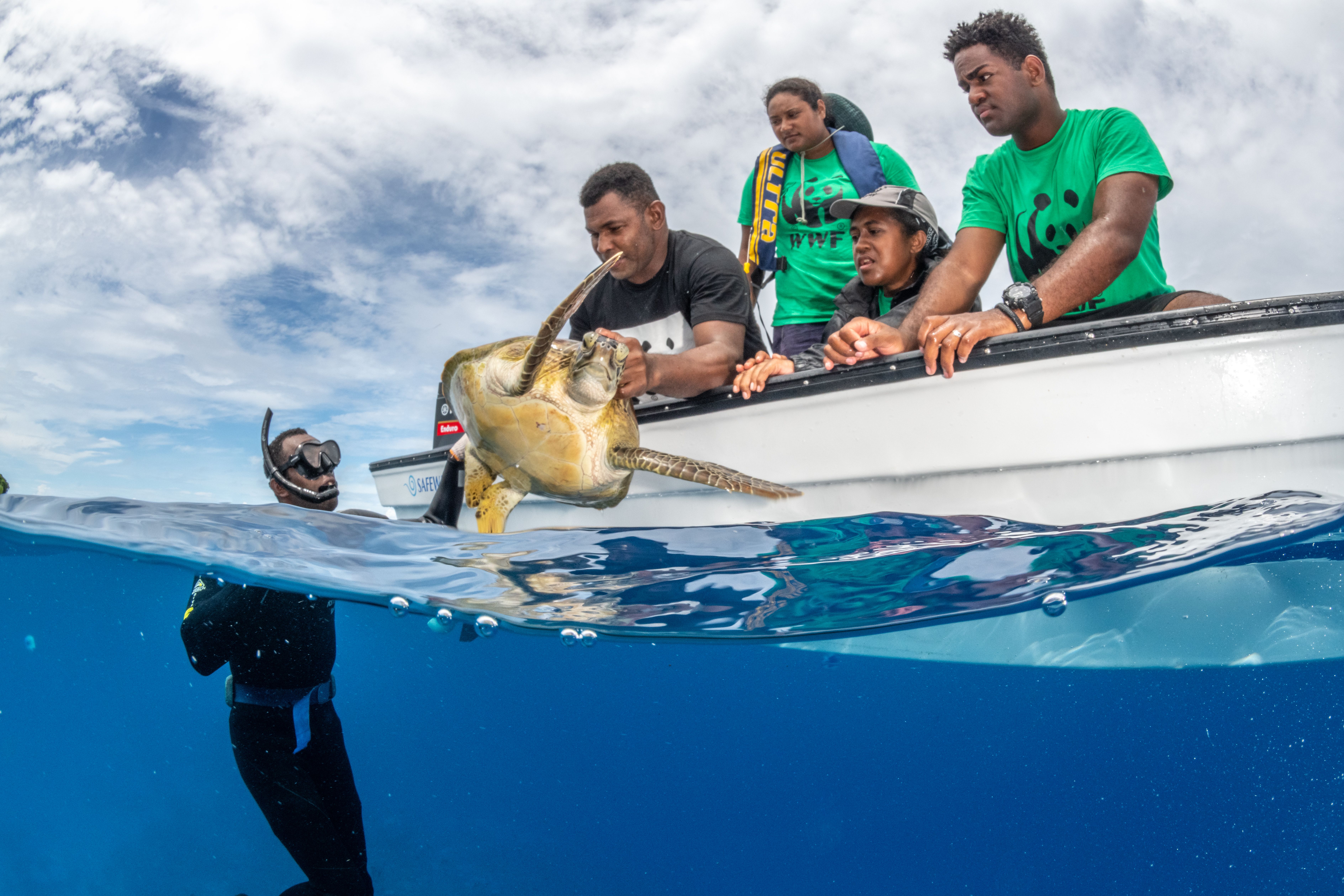 WWF Mitarbeiter lassen Schildkröte frei