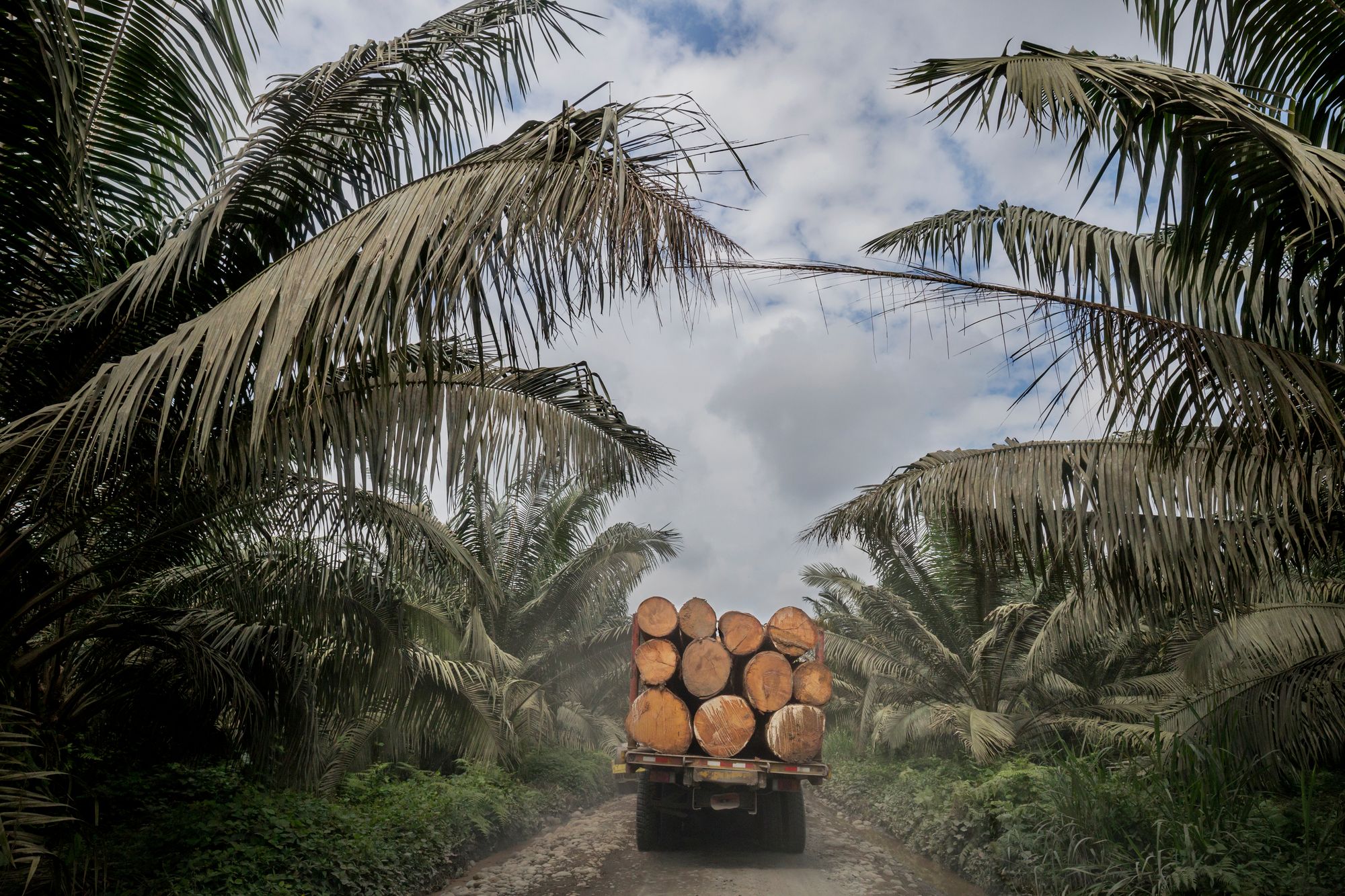 Palmölanbau und Entwaldung im ecuadorianischen Choco Esmeraldas