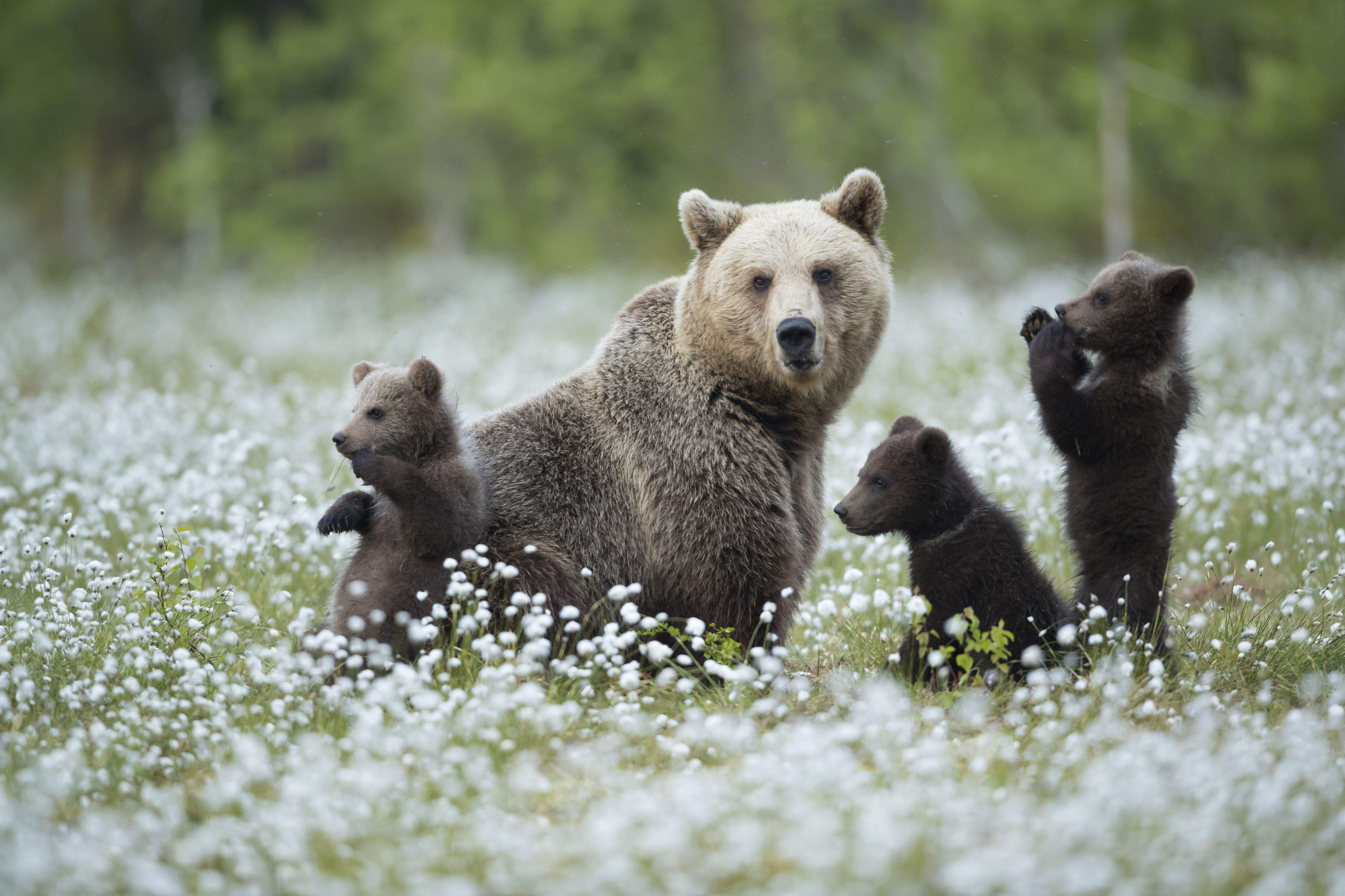 Braunbär-Mutter mit drei Jungtieren in einem Blumenfeld