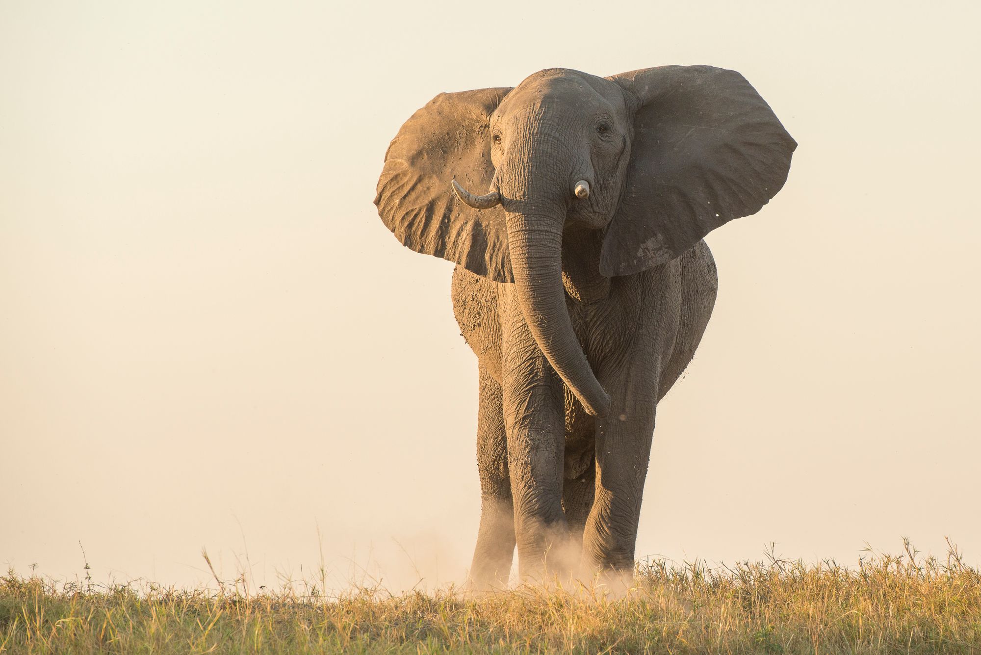 elephant standing tall in national park Kaza