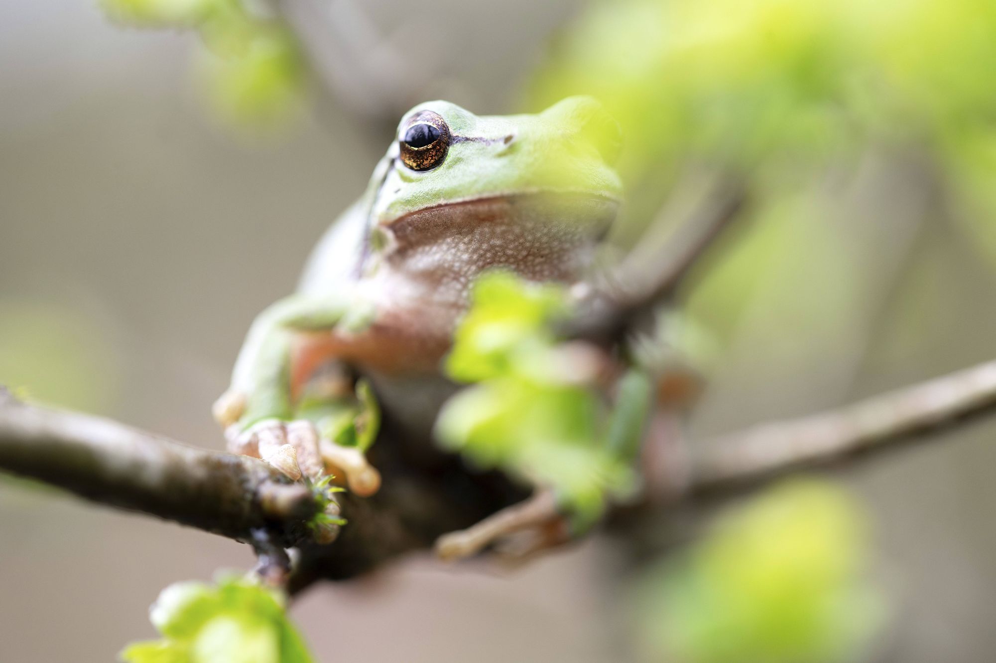 Frog sits on stick