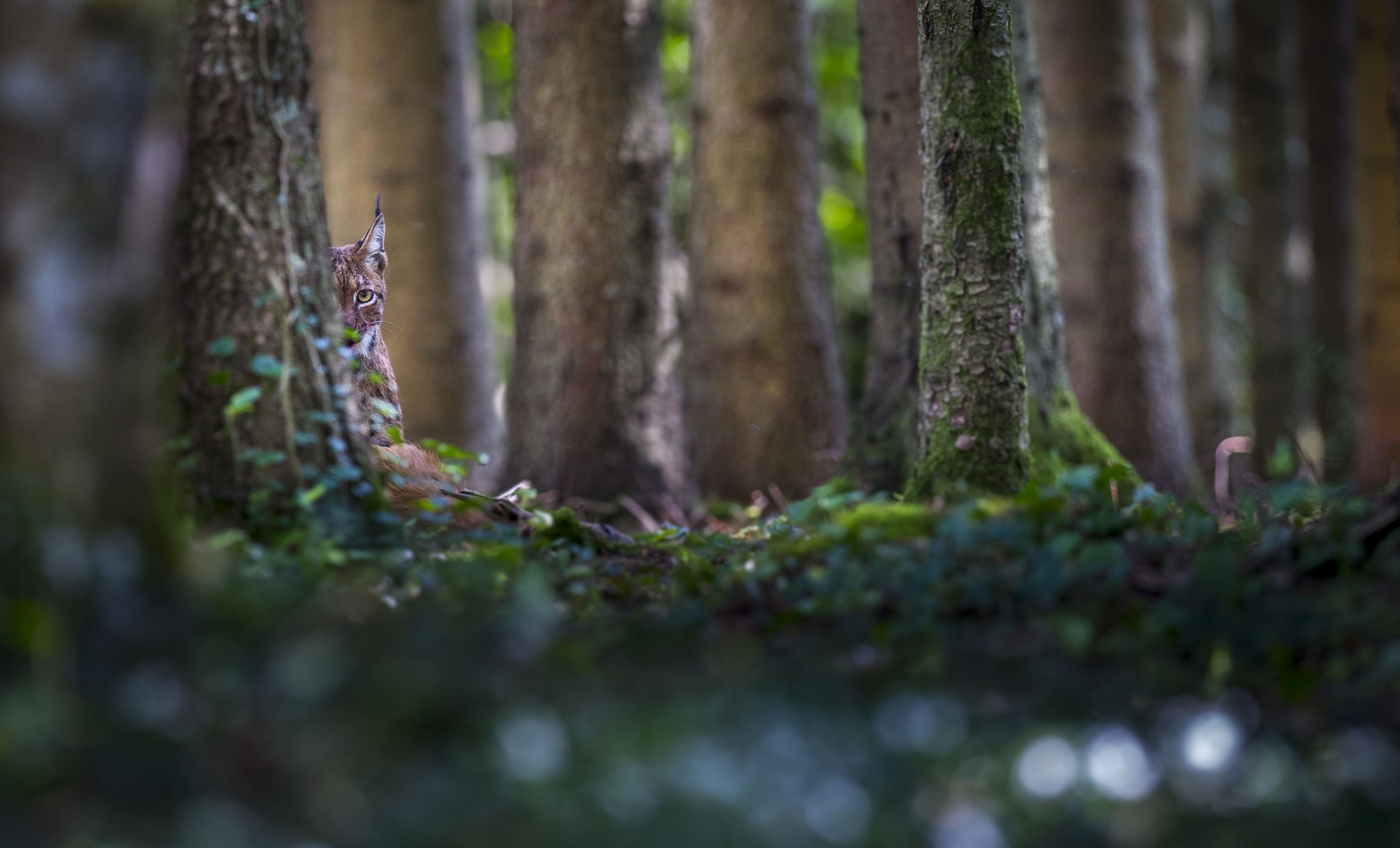 Luchsweibchen hinter einem Baum.