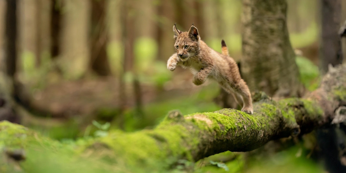 Kleiner eurasischer Luchs springt über einen Baumstamm