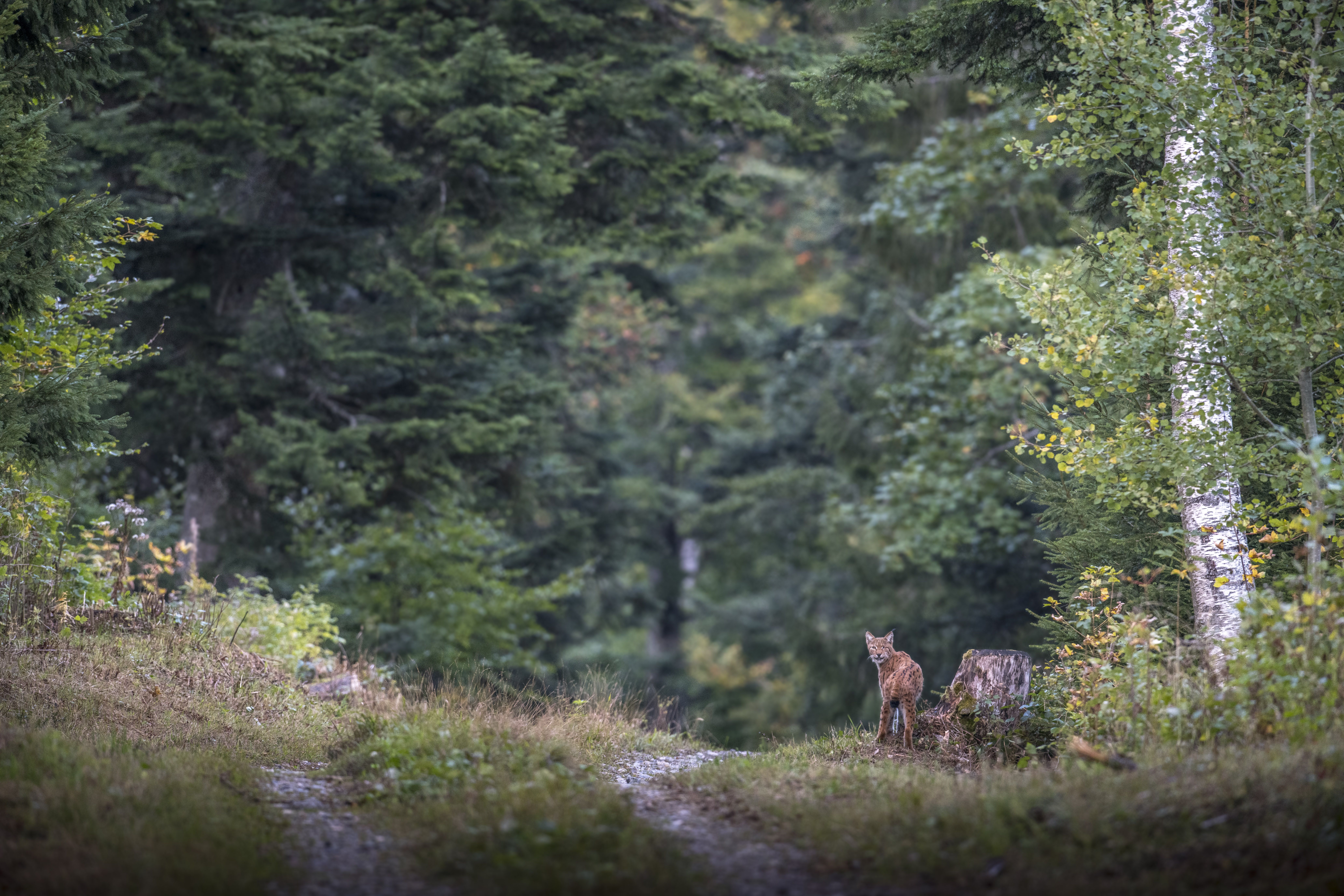 Luchs im Wald der über Schulter zurückblickt