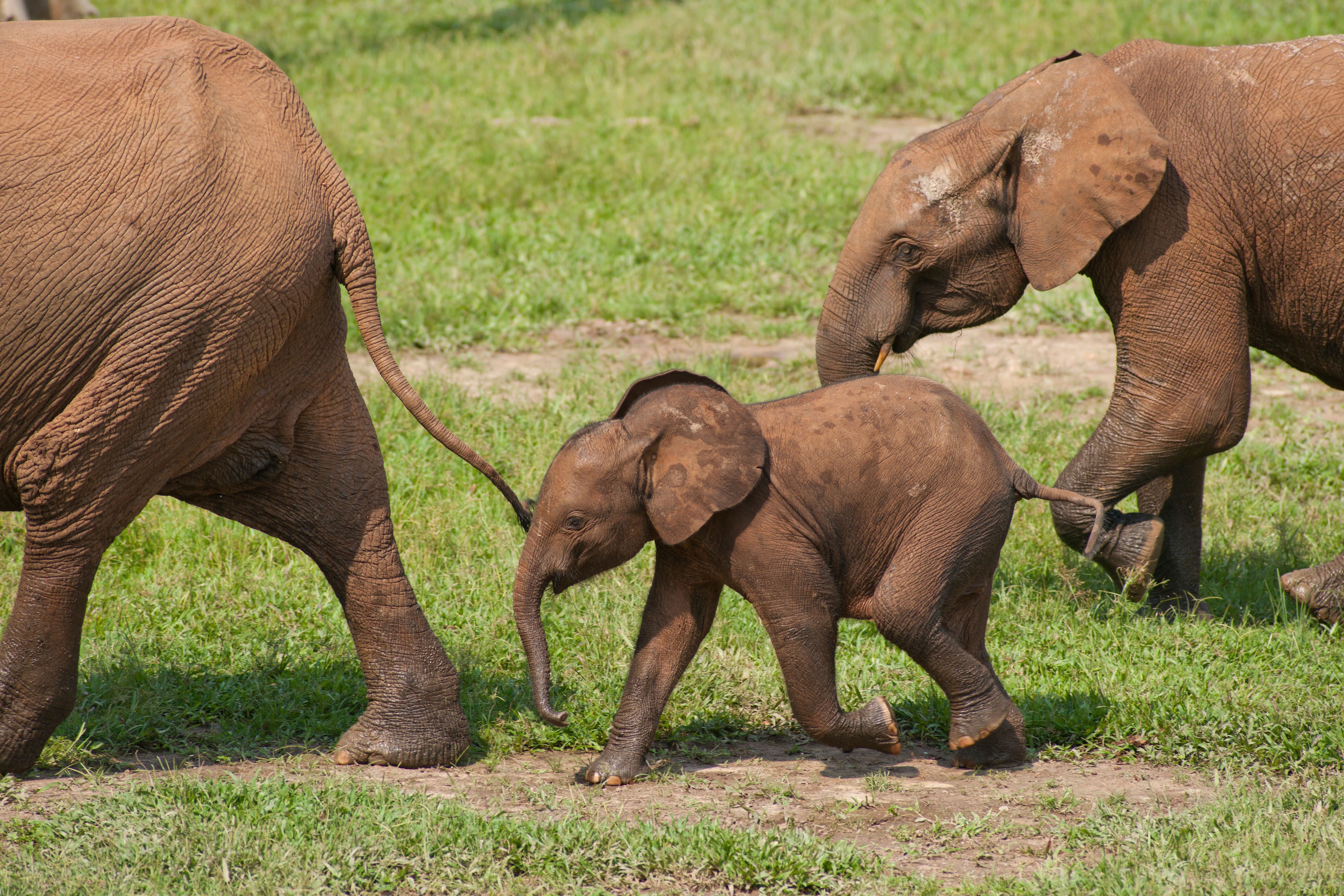 African Forest Elephants walking