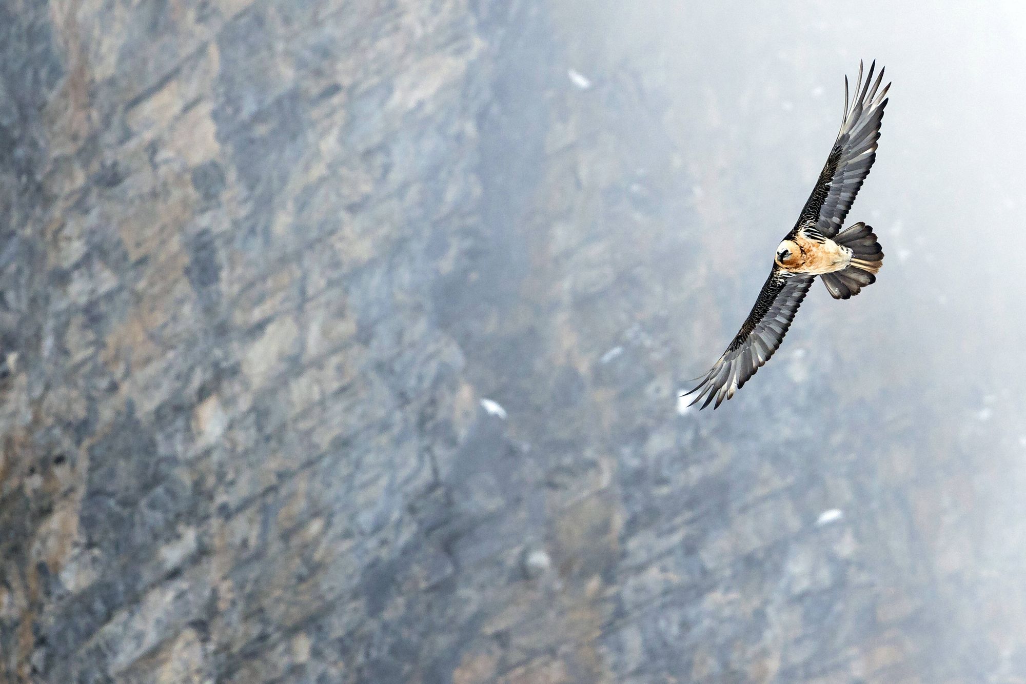 Bearded Vulture in the Alps of Switzerland Flying
