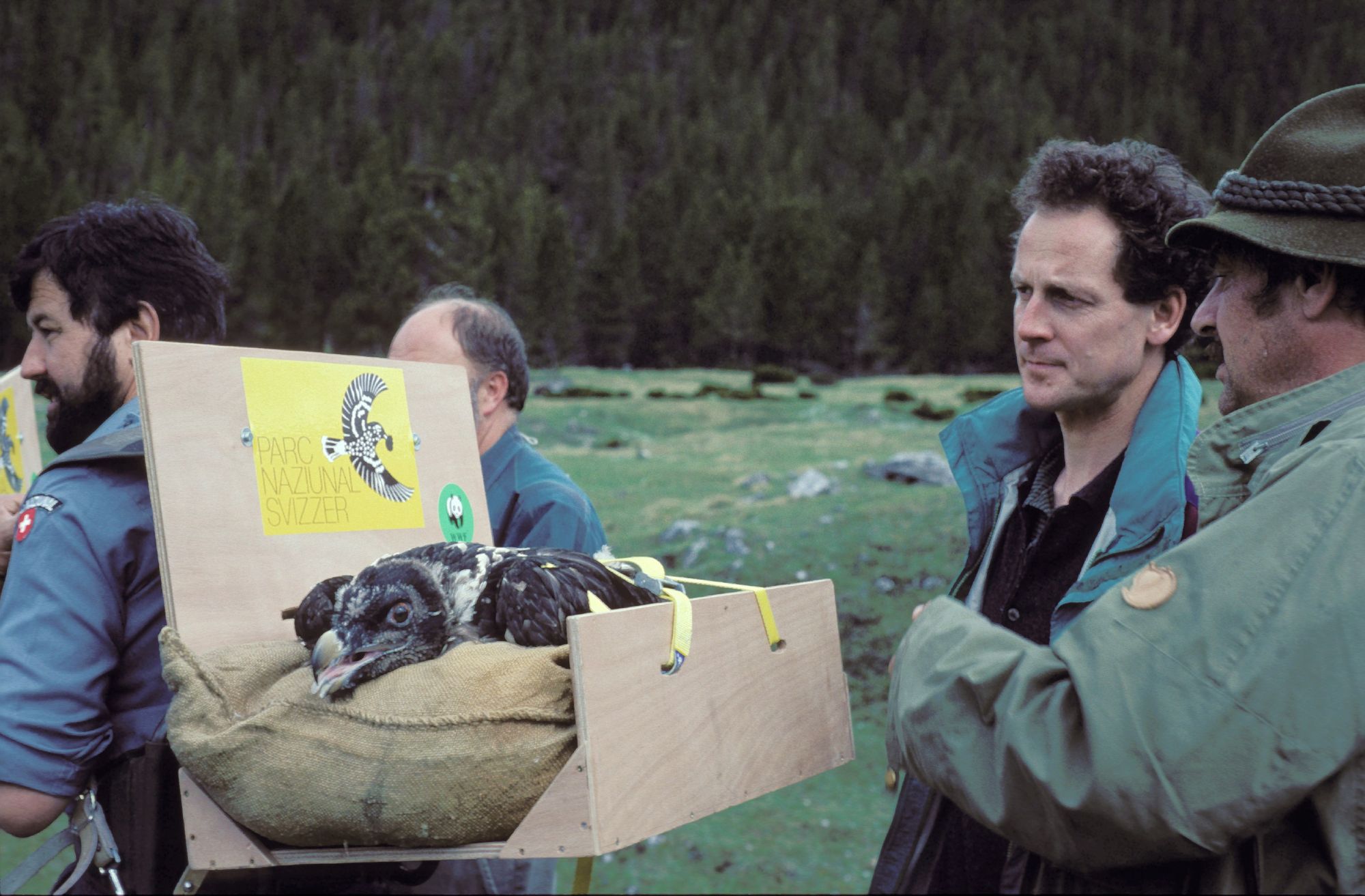 Reintroduction Bearded Vulture Alps Switzerland Archive