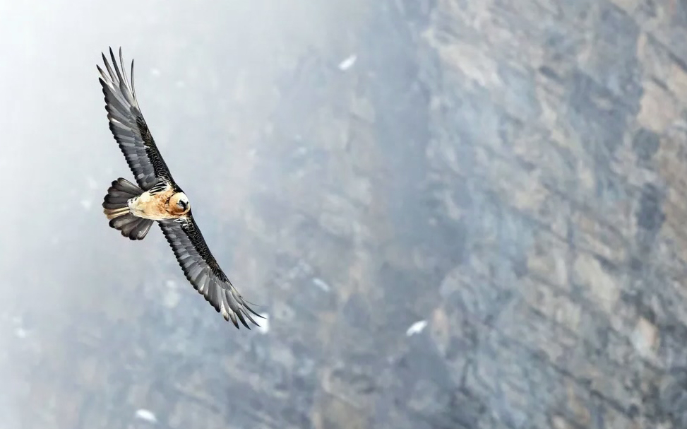 Bearded Vulture Alps Flying before Cliff