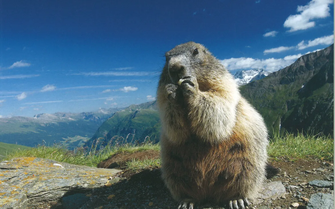 Bilderset «Lebensraum Grossraubtiere»