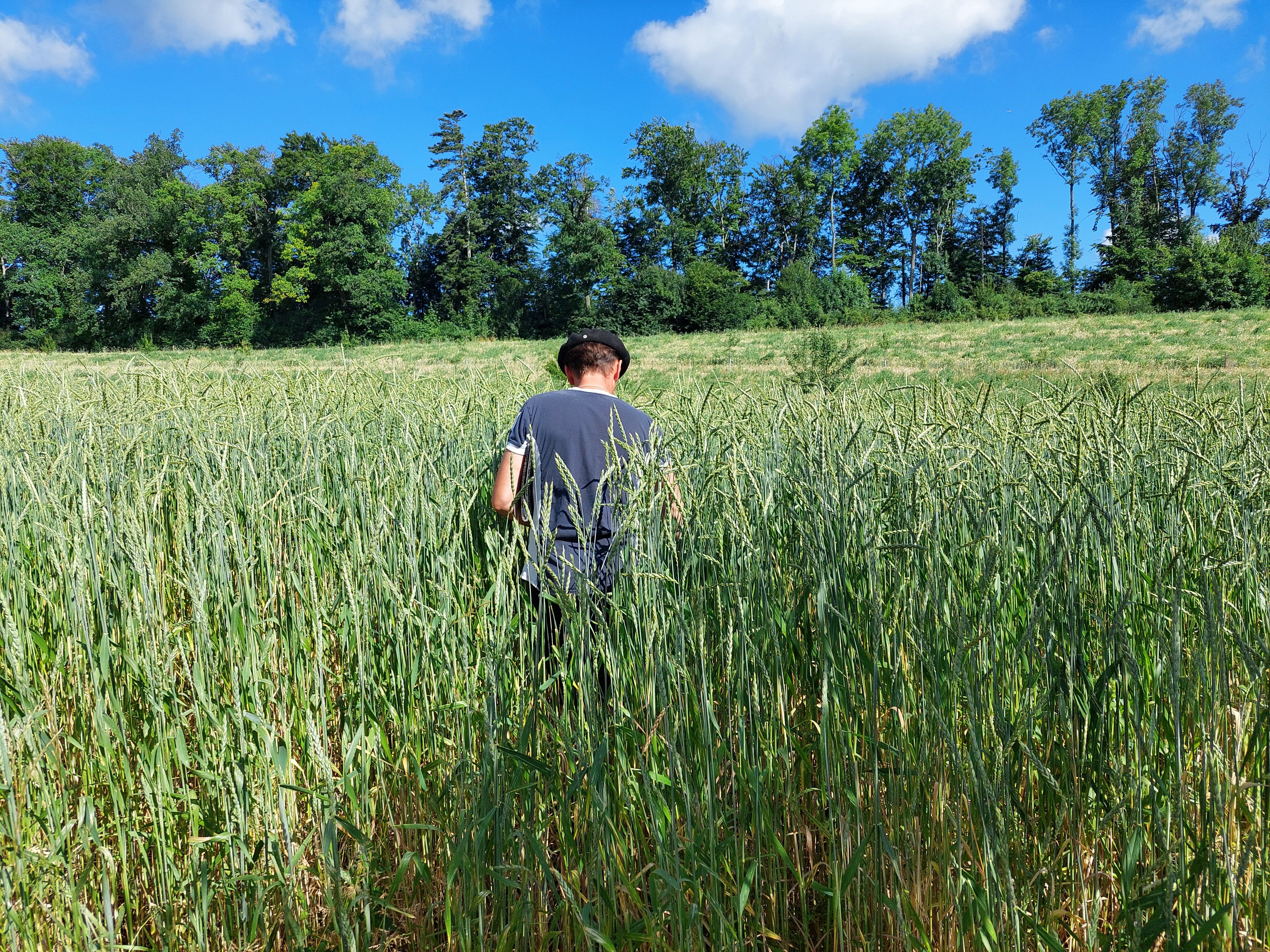 Mensch in einem Getreide-Feld