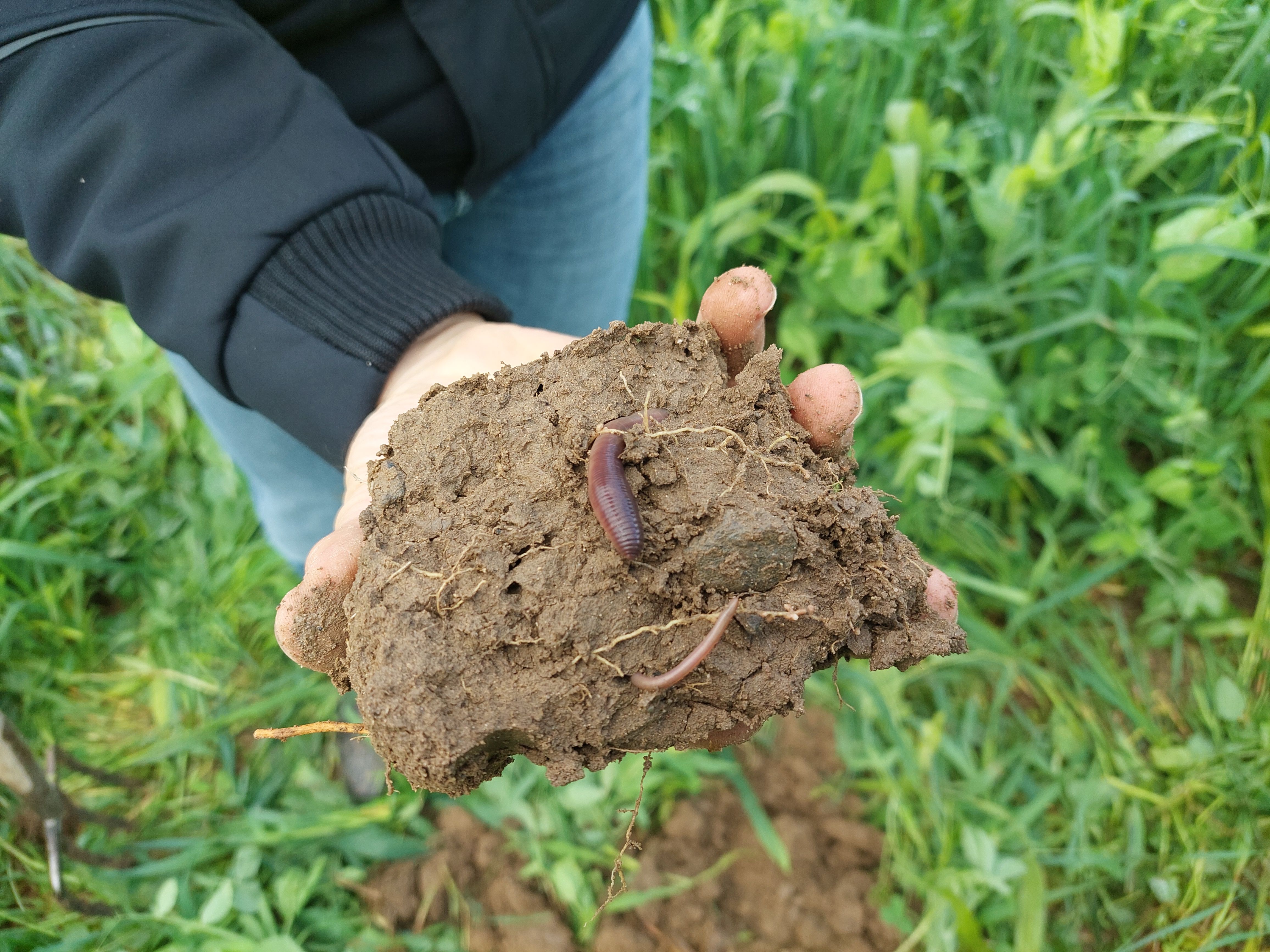 Regenwurm in einem Stück Boden